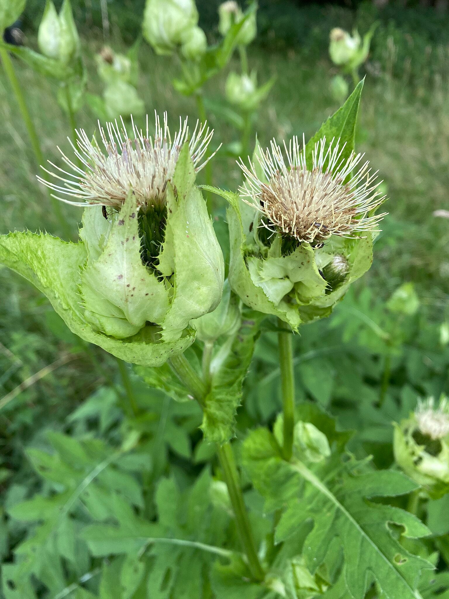 Kohldistel