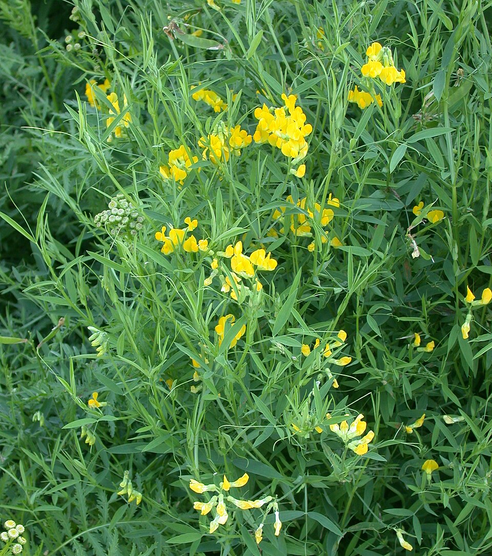 Lathyrus pratensis