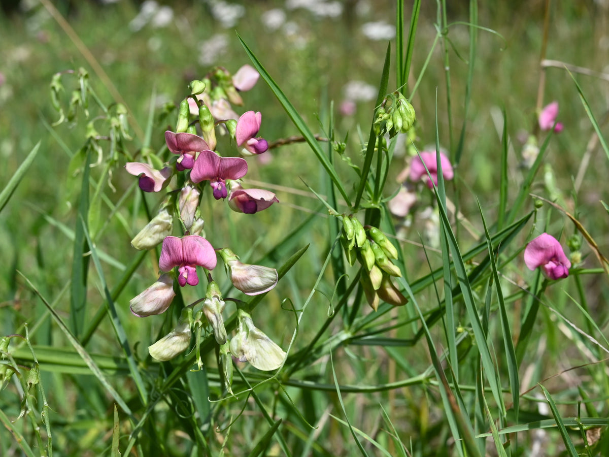 Lathyrus sylvestris (Wald-Platterbse)