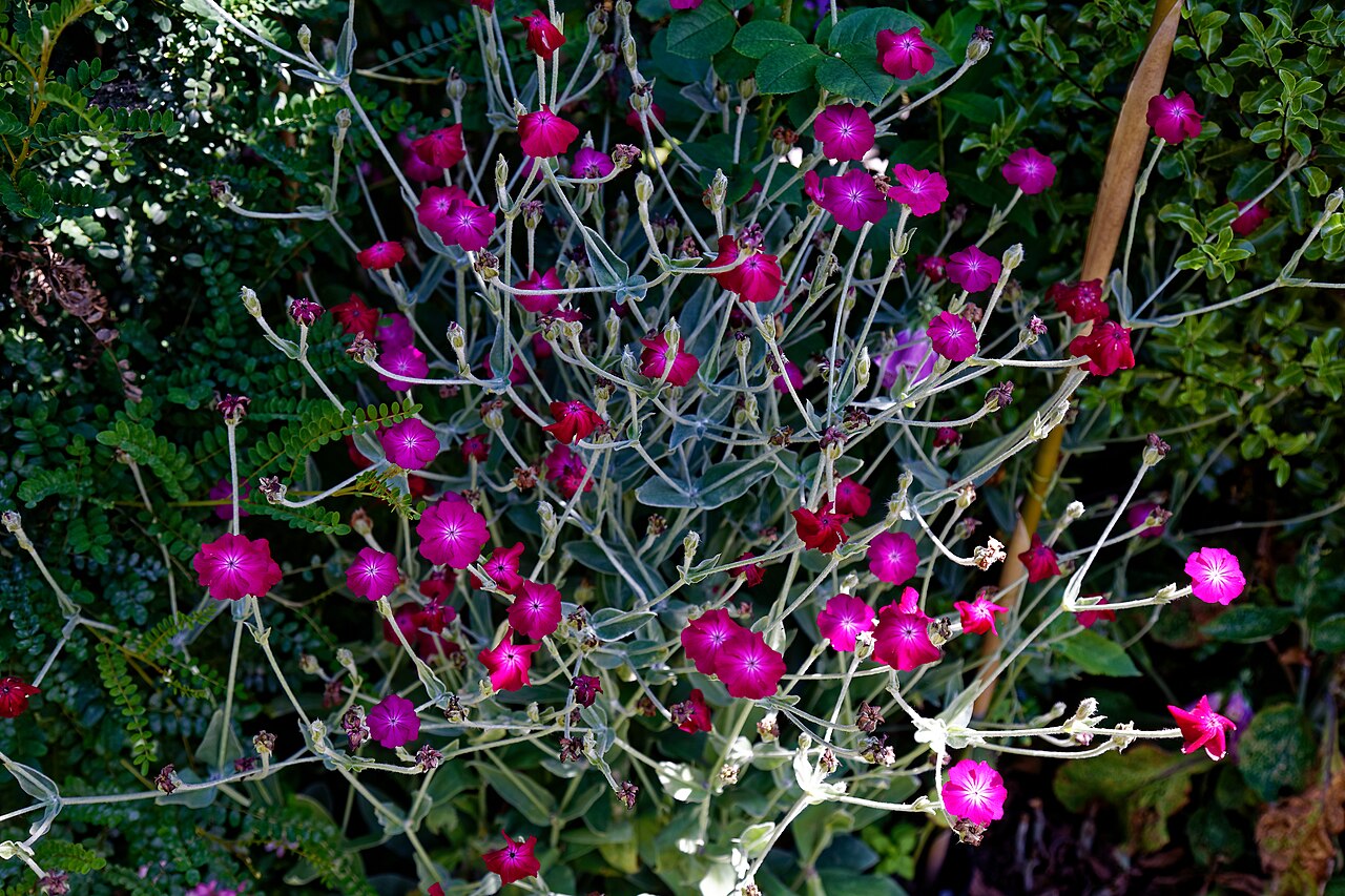 Silene coronaria