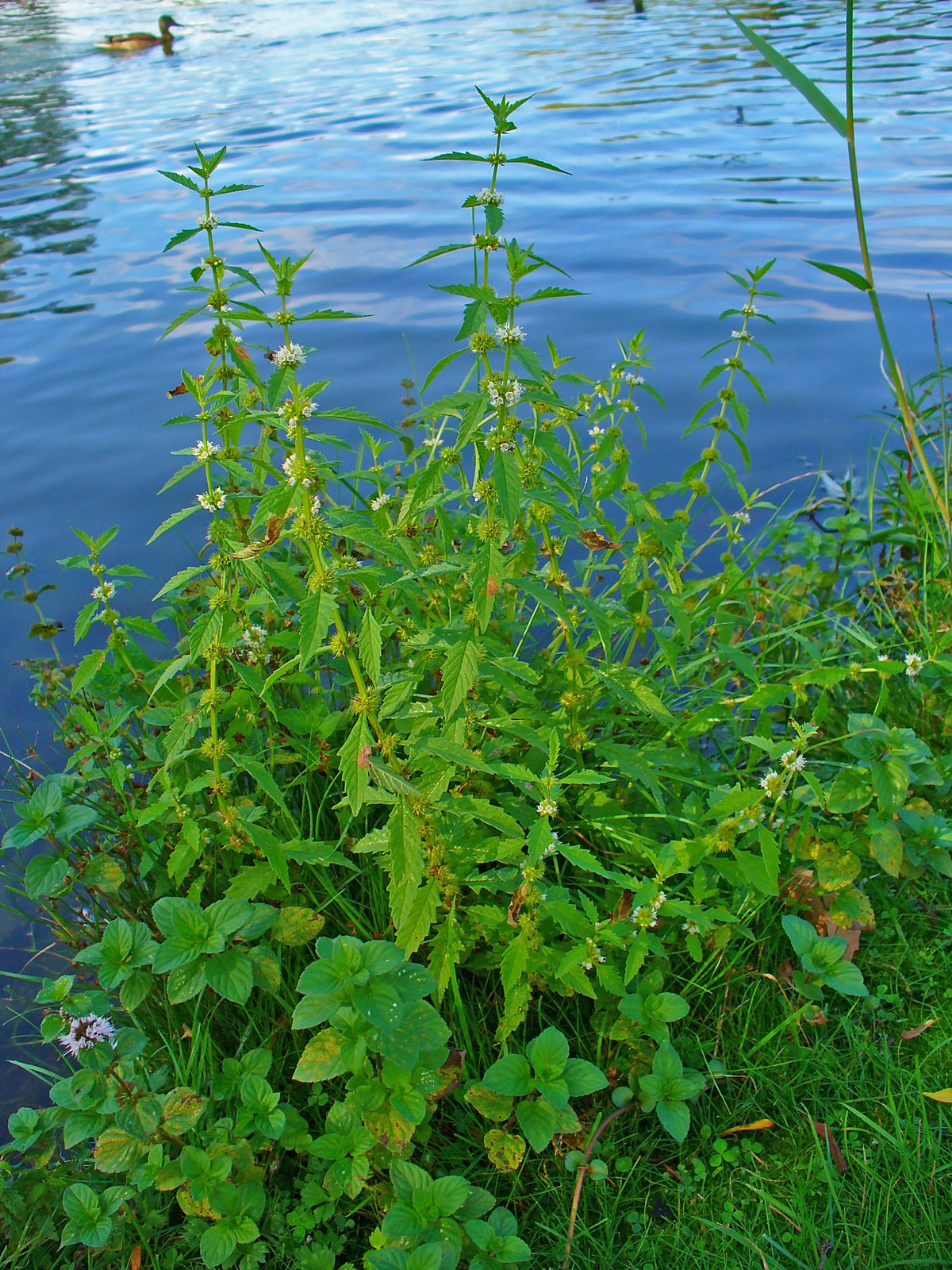 Lycopus europaeus (Ufer-Wolfstrapp)