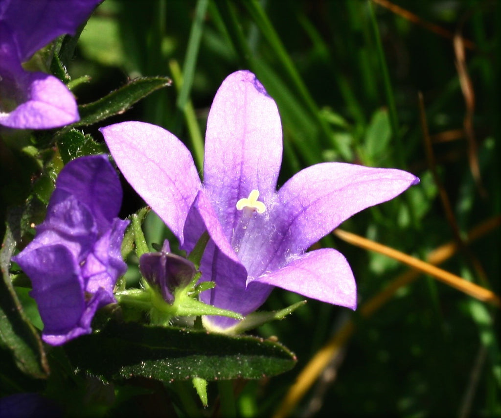 Nesselblättrige Glockenblume