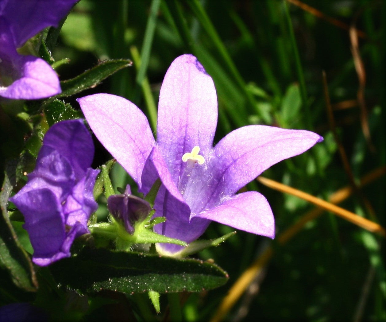 Nesselblättrige Glockenblume