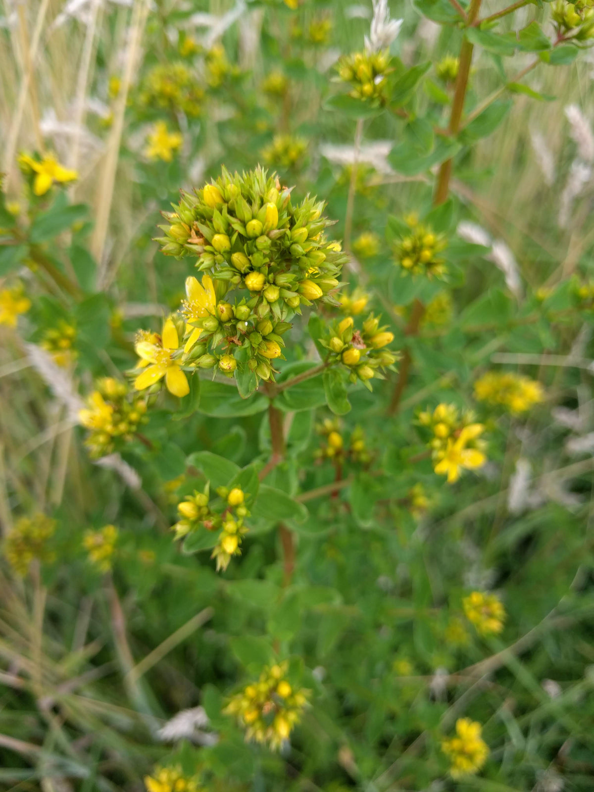 Hypericum tetrapterum (Flügel-Hartheu)