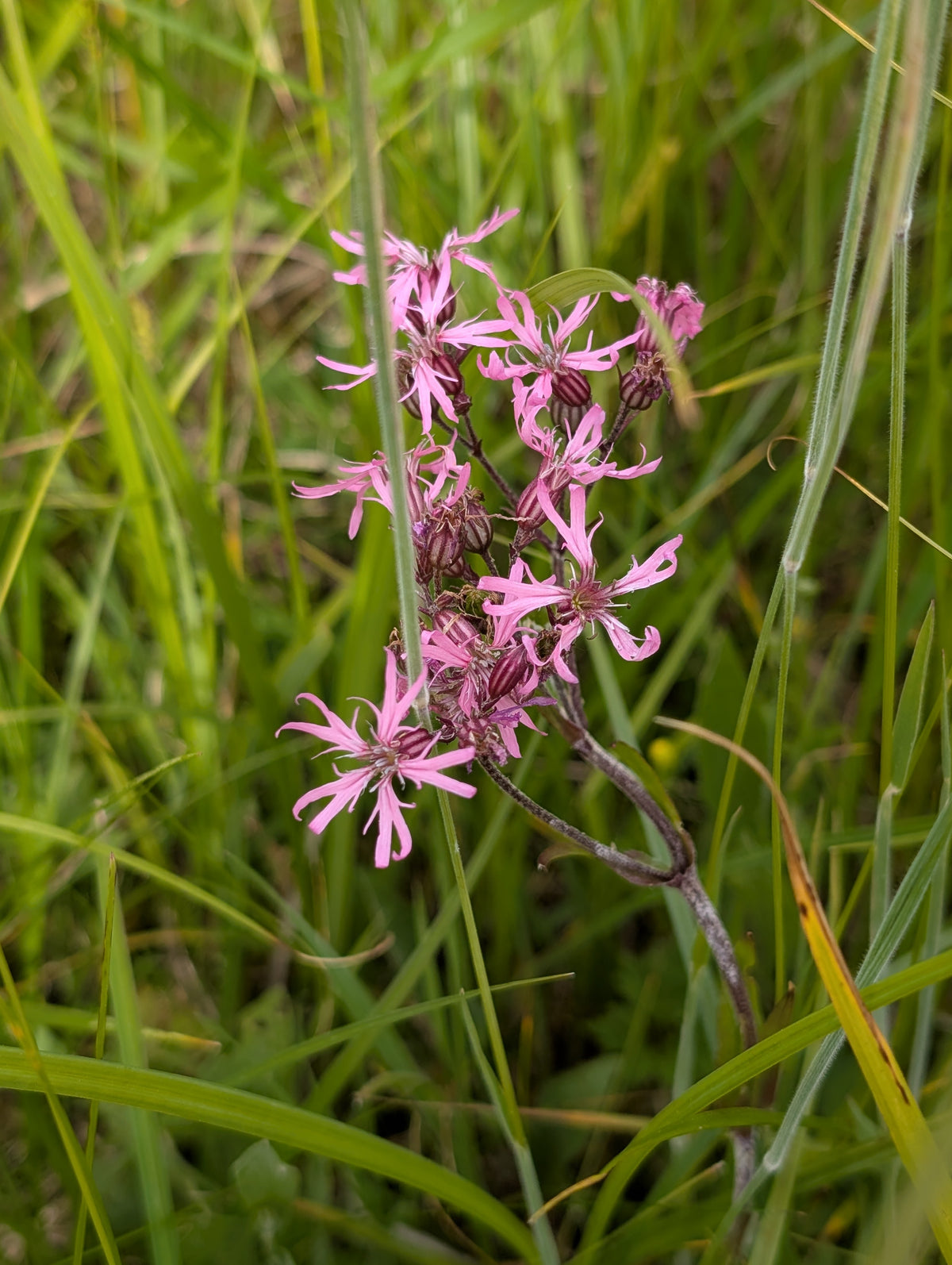 Lychnis flos-cuculi (Kuckucks Lichtnelke)