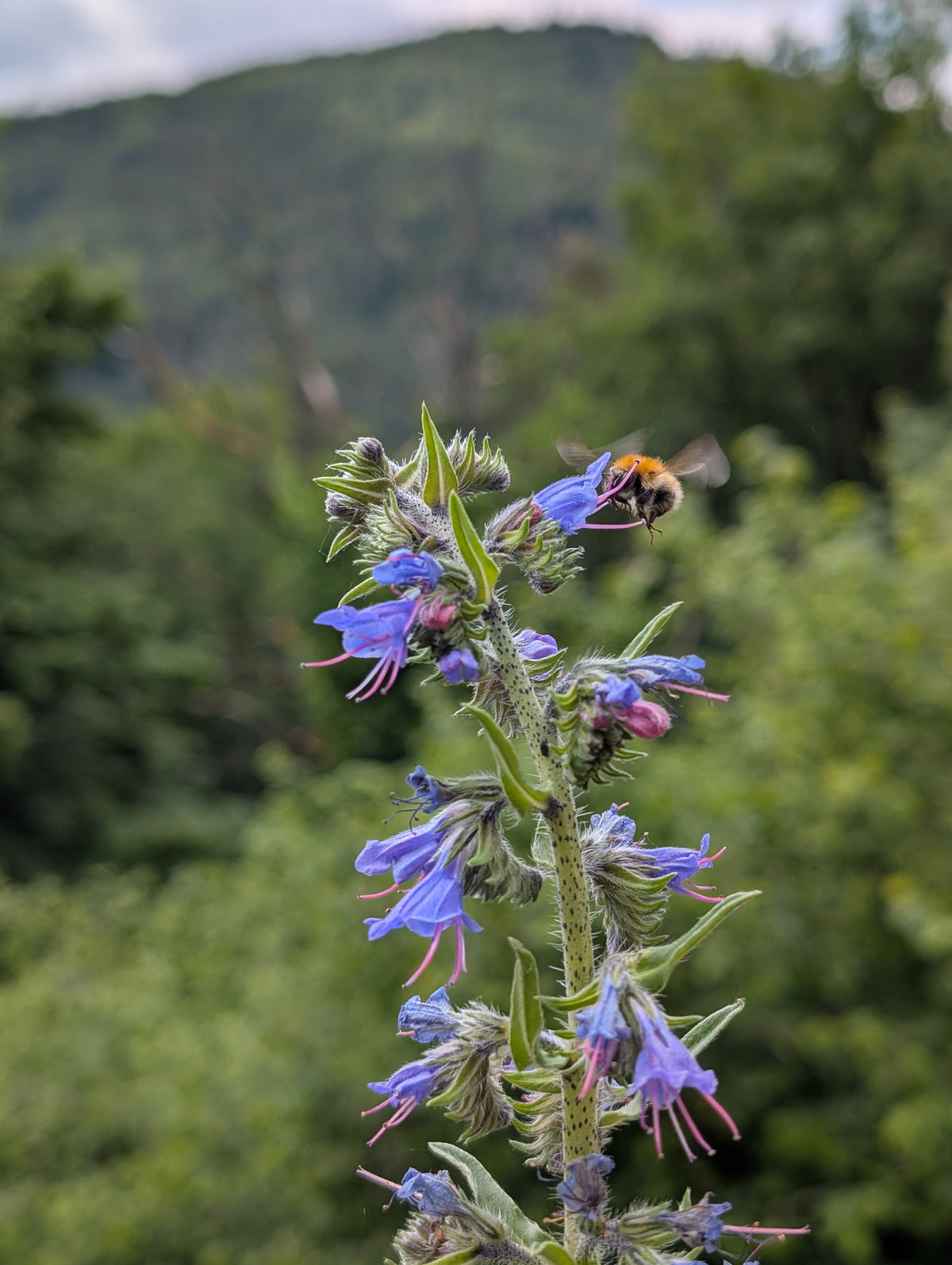Echium vulgare (Gewöhnlicher Natternkopf)