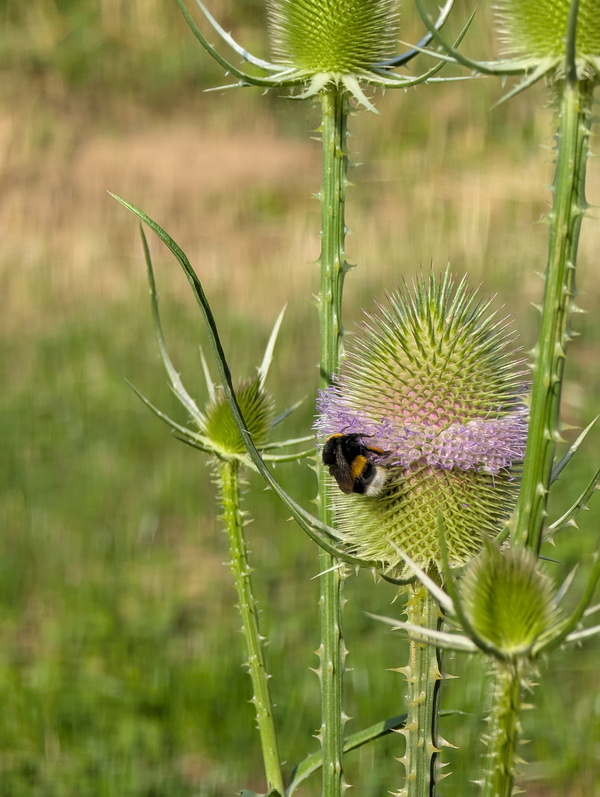 Dipsacus fullonum (Wilde Karde)