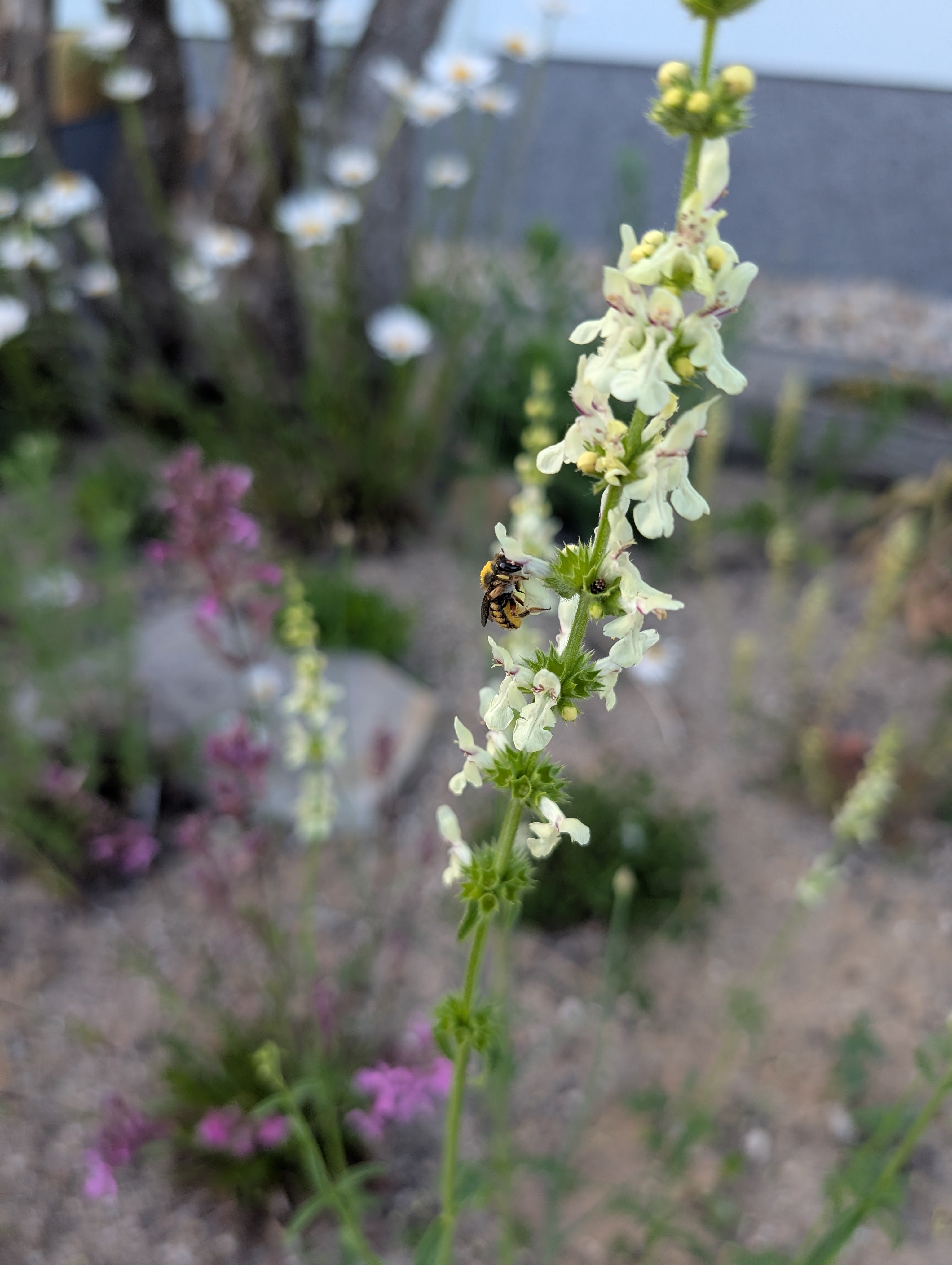 Stachys recta (Aufrechter Ziest)