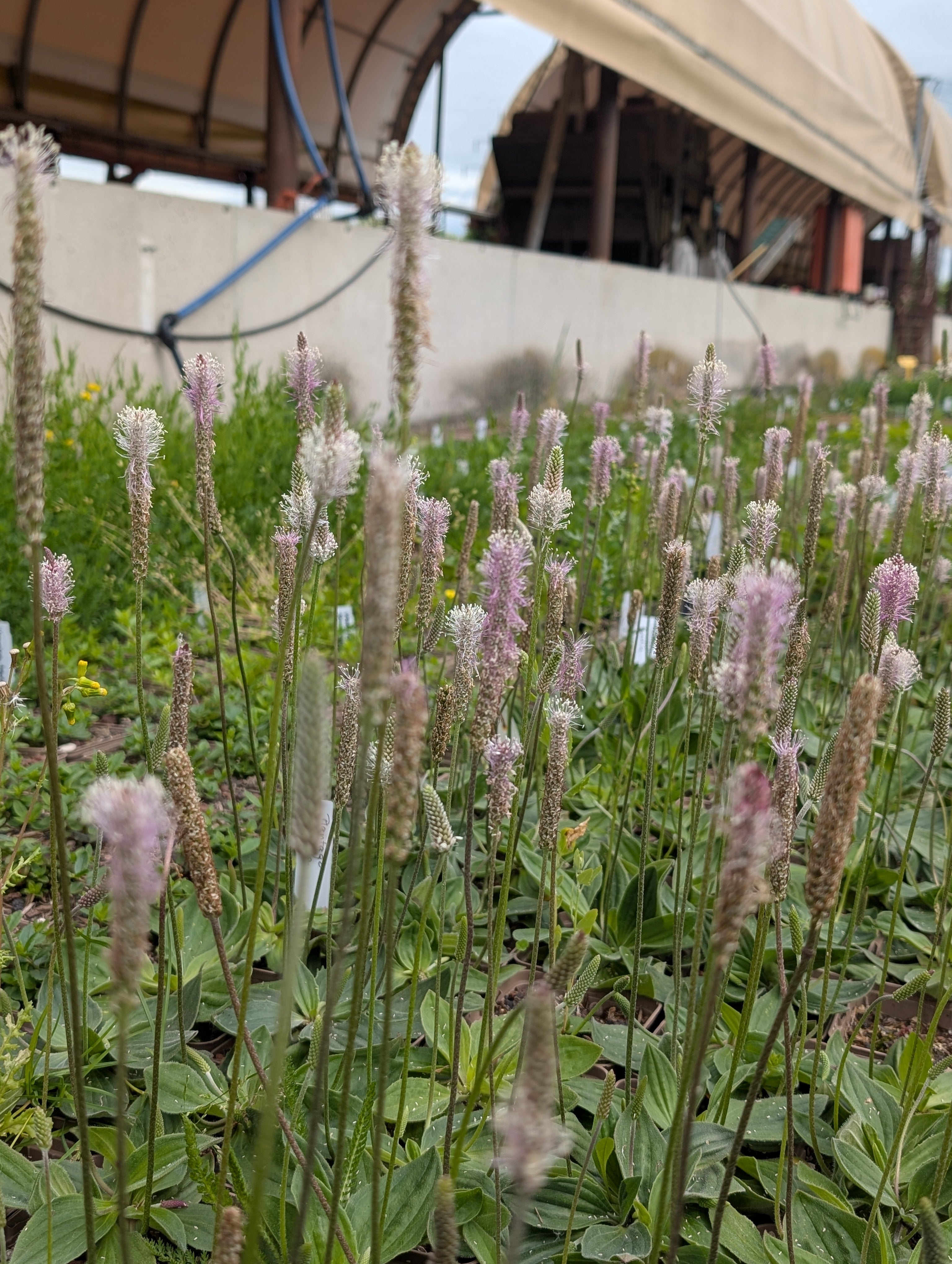 Plantago media (Mittlerer Wegerich)