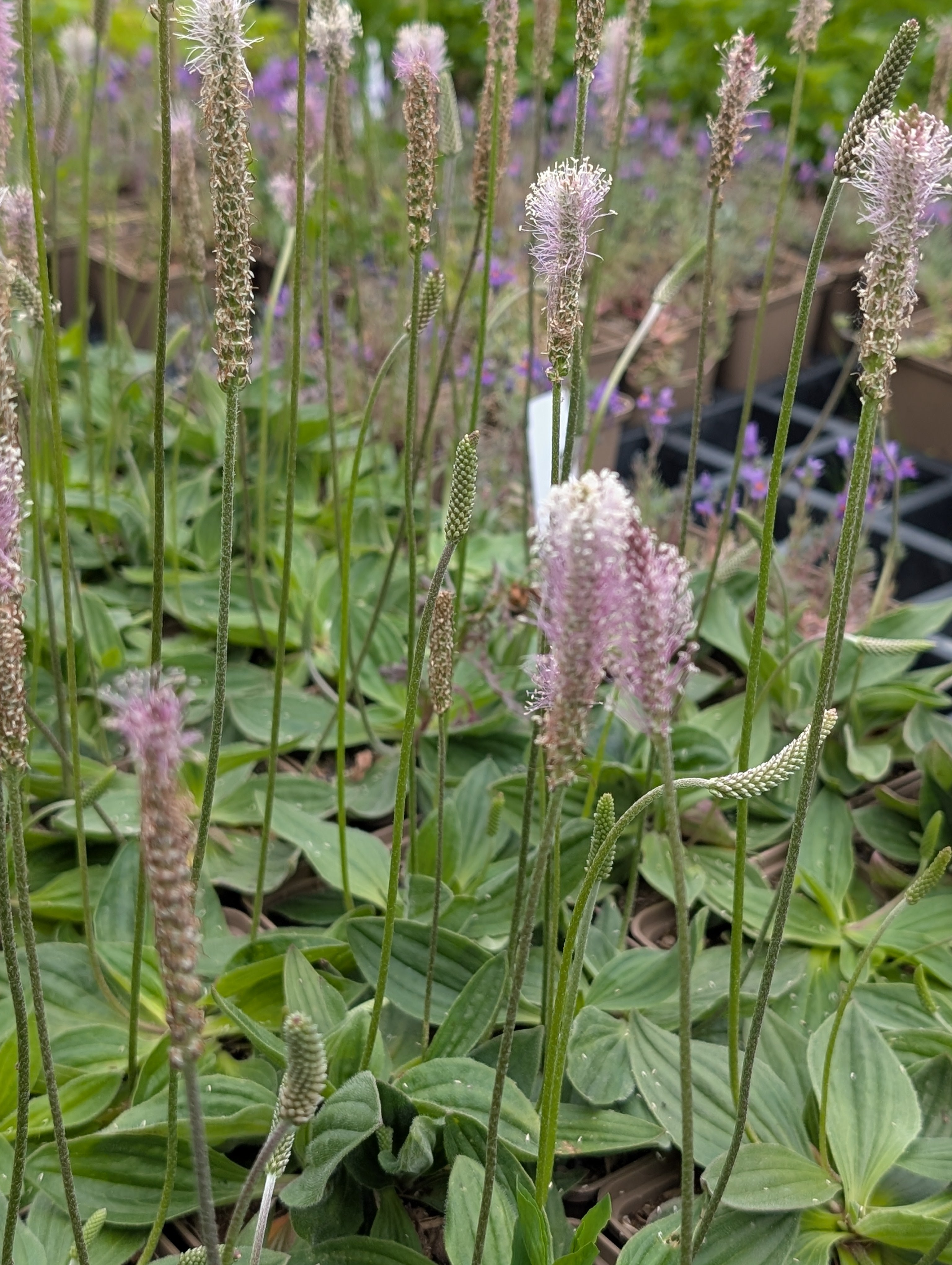 Plantago media (Mittlerer Wegerich)