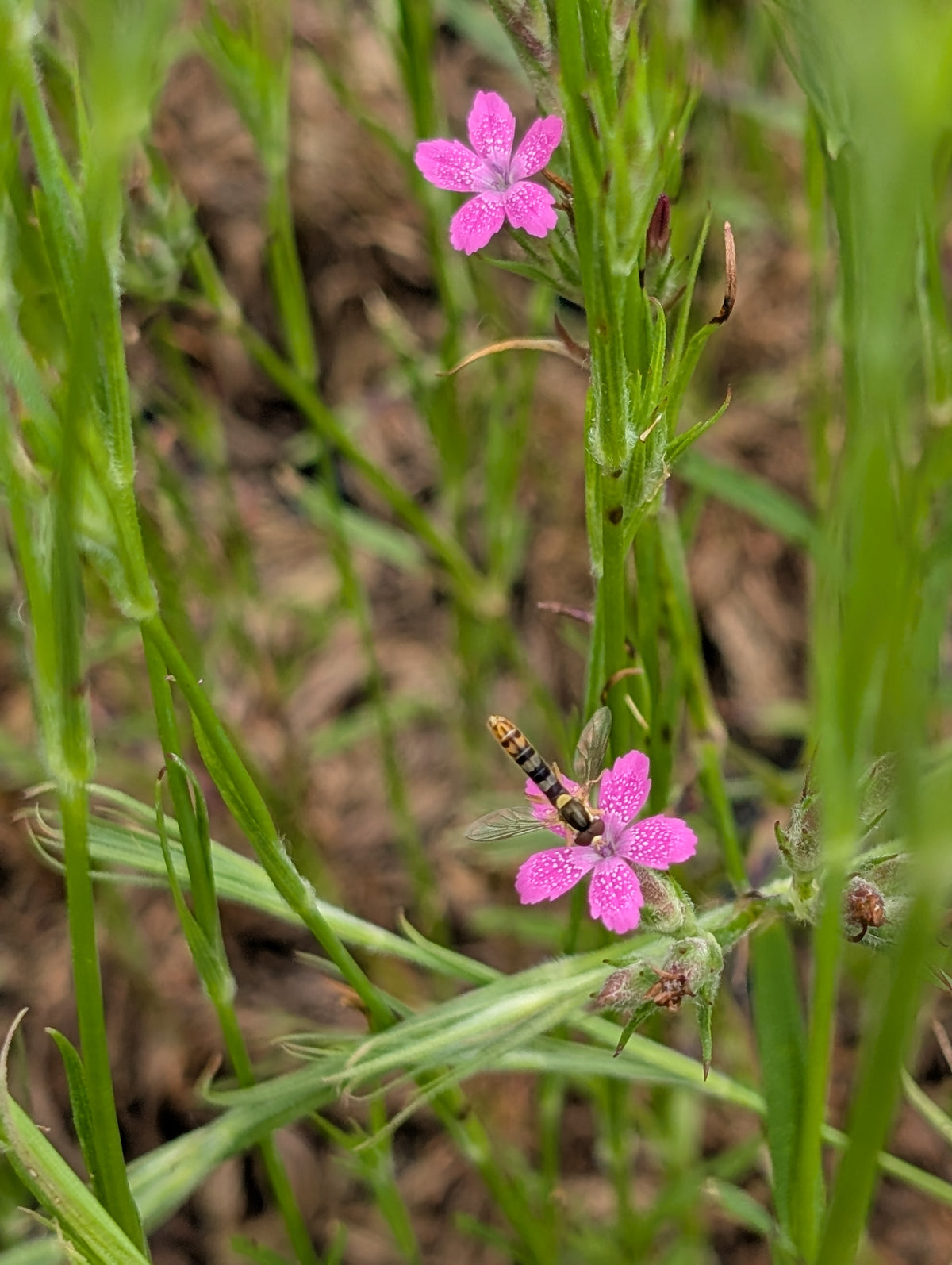 Dianthus armeria (Raue Nelke)