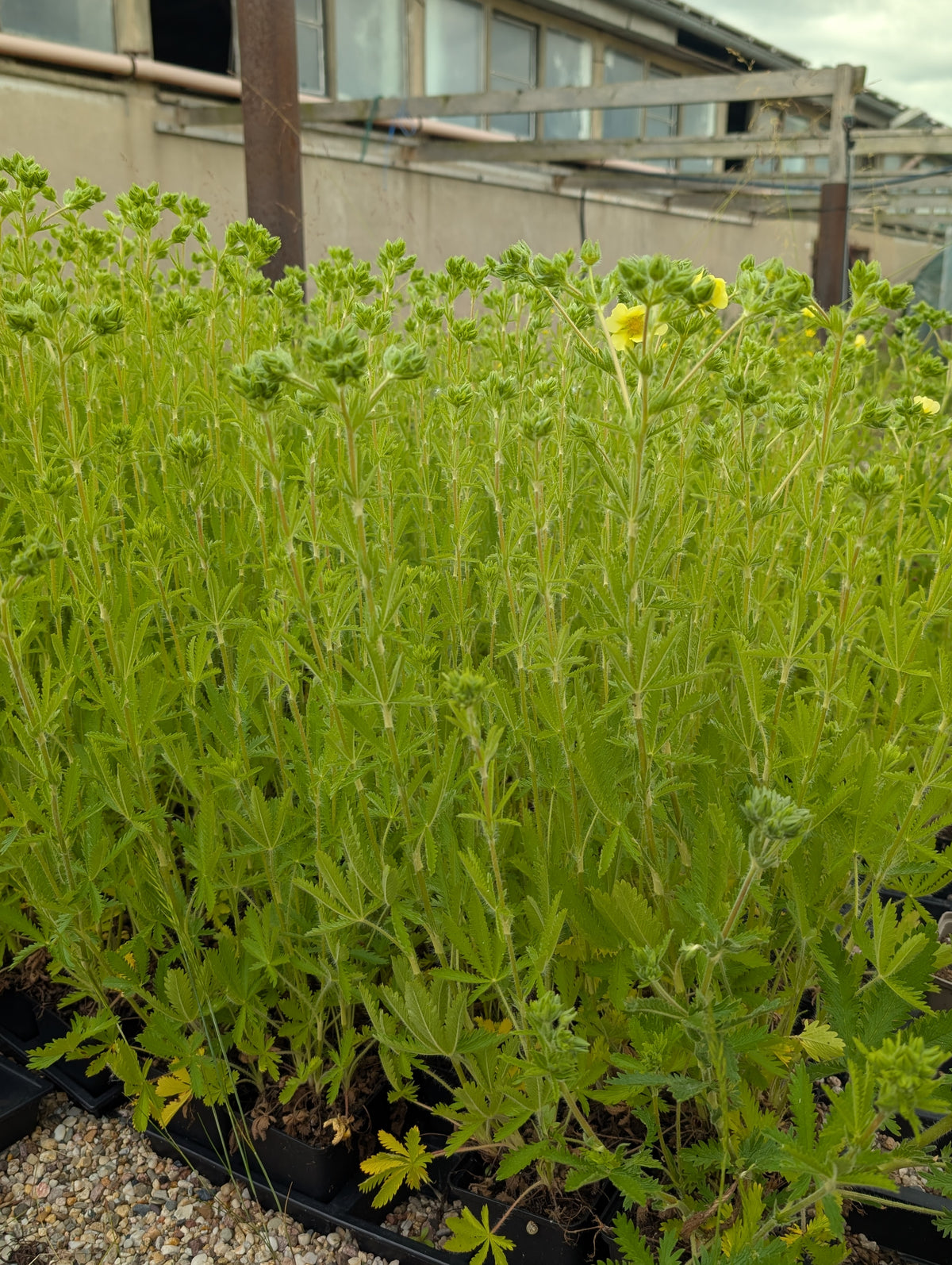 Potentilla recta (Aufrechtes Fingerkraut)
