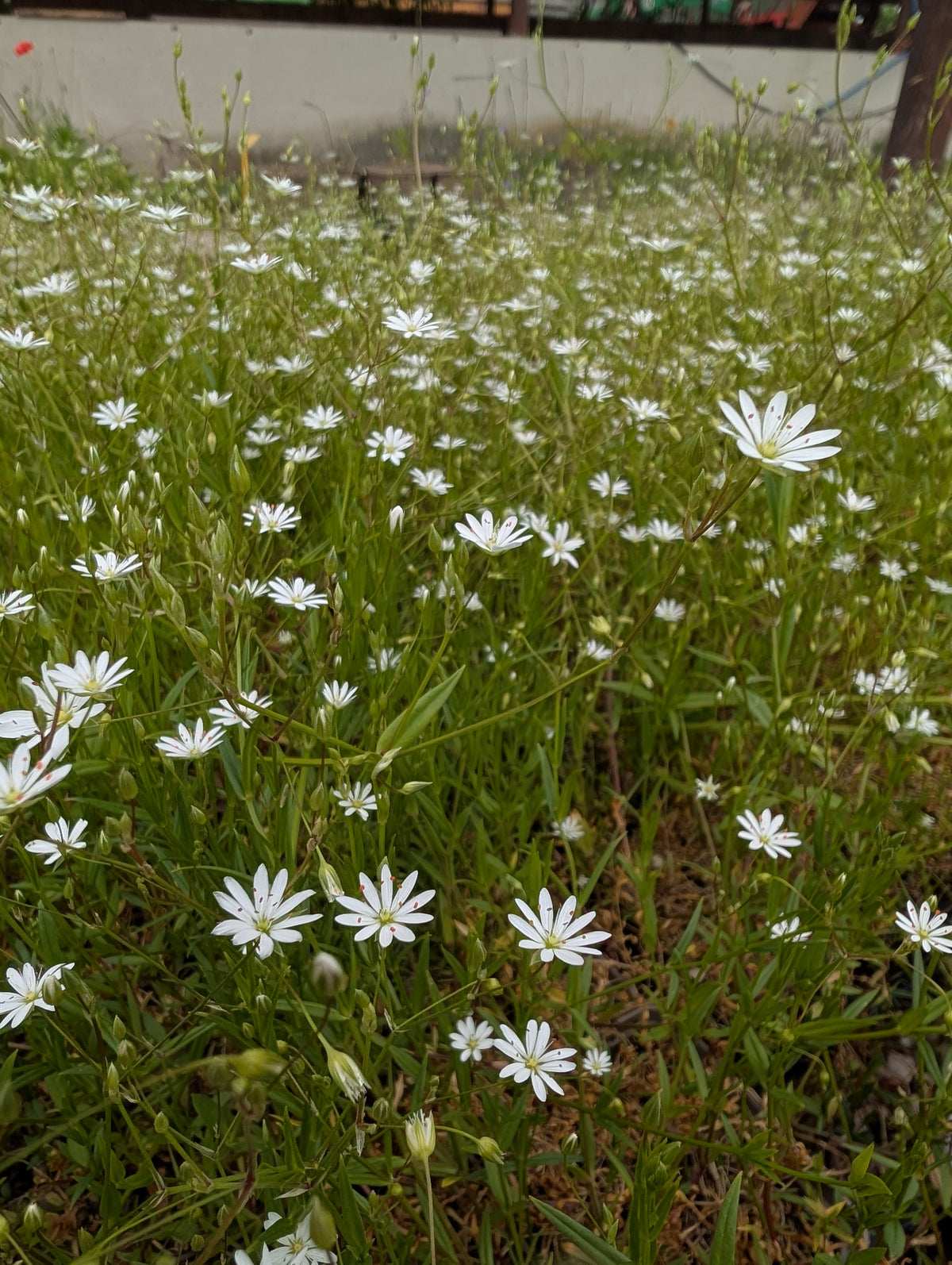 Stellaria graminea (Gras-Sternmiere)