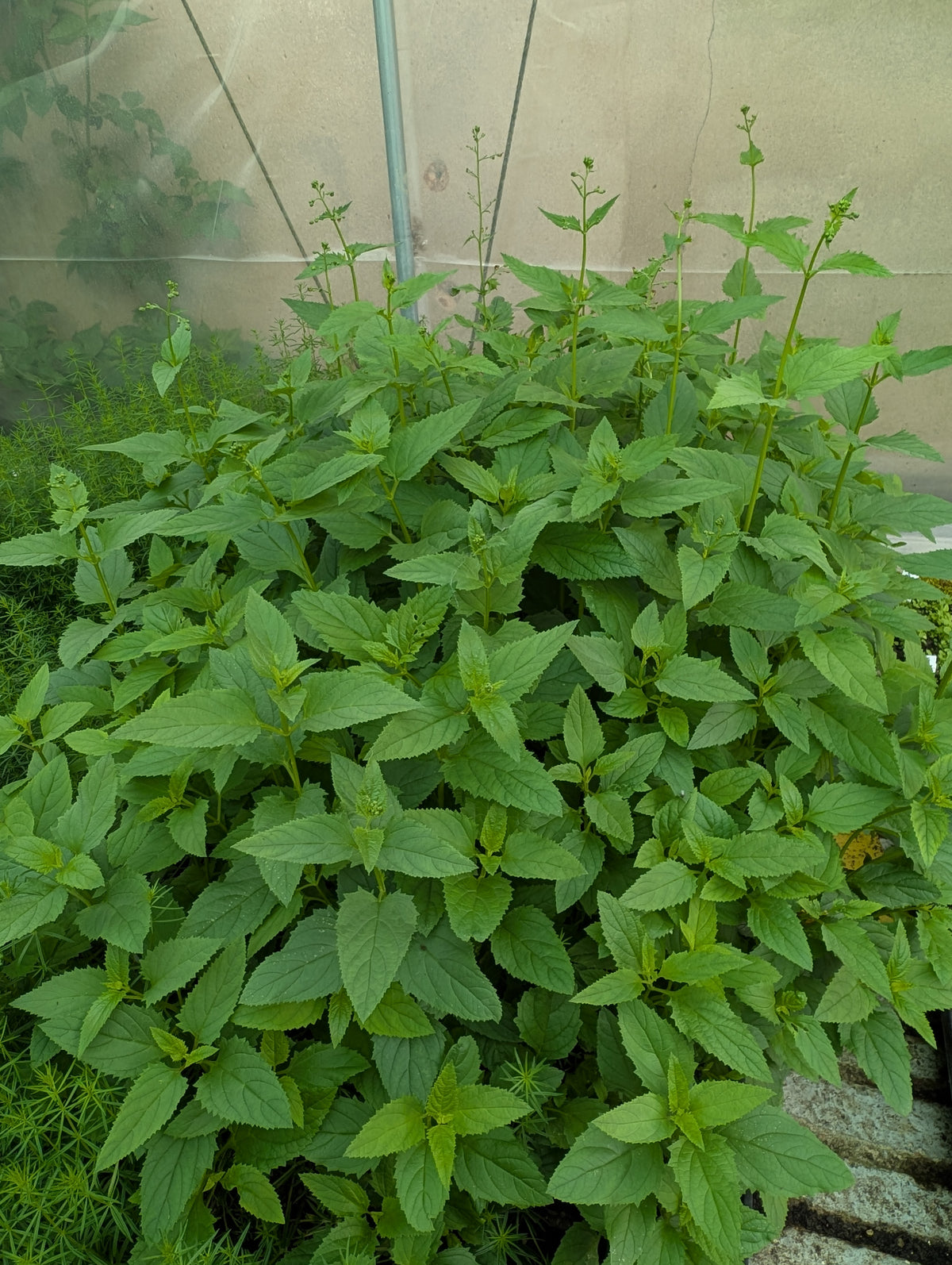 Scrophularia nodosa (Knotige Braunwurz)