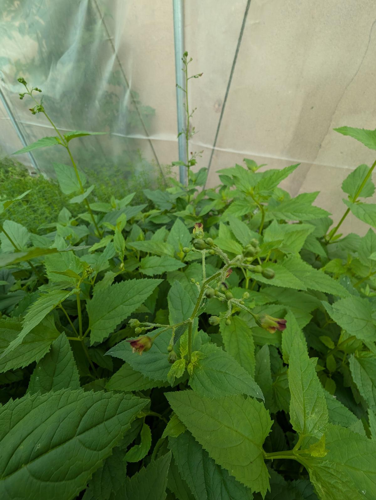 Scrophularia nodosa (Knotige Braunwurz)