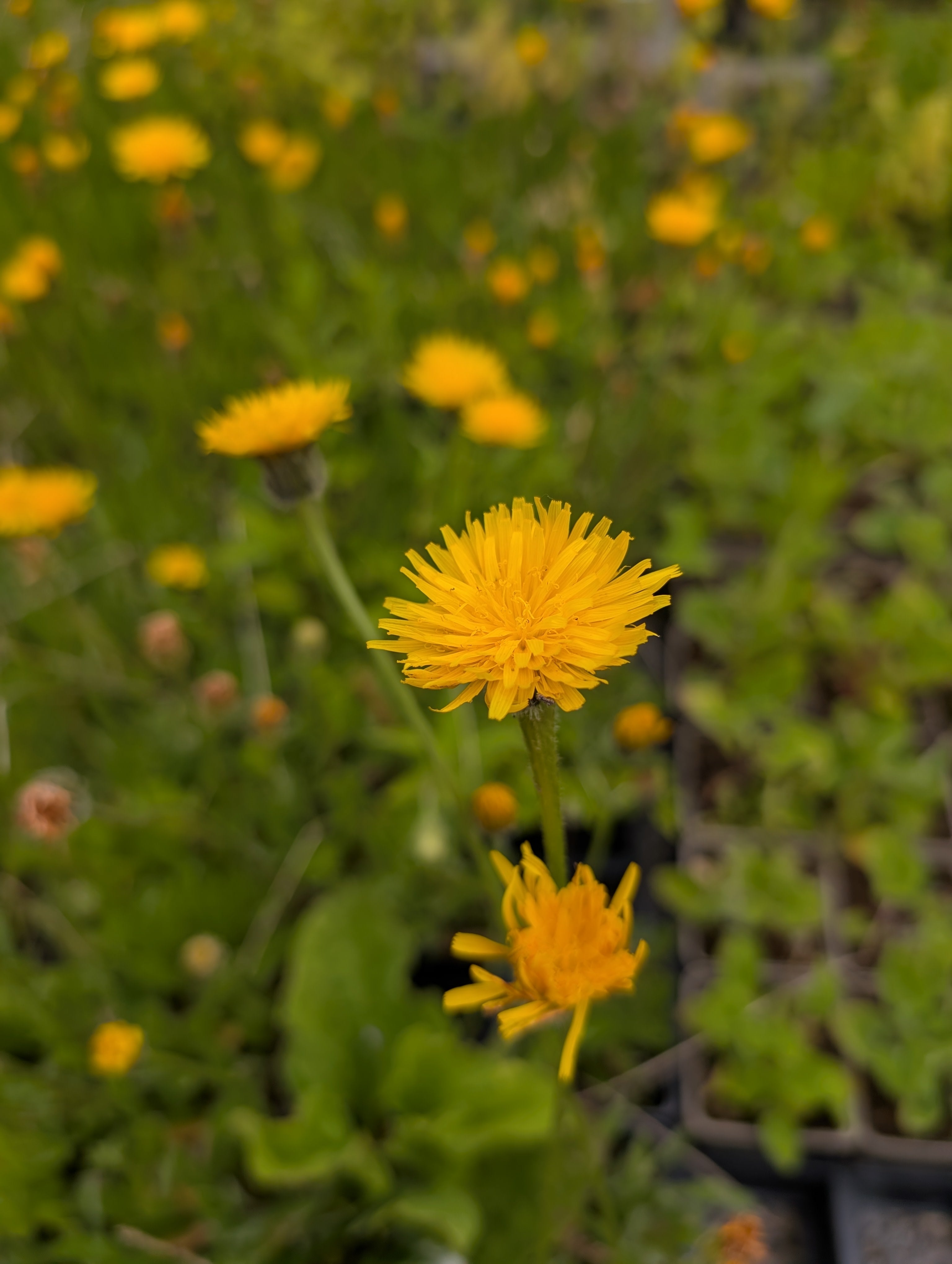 Leontodon hispidus (Steifhaariger Löwenzahn)