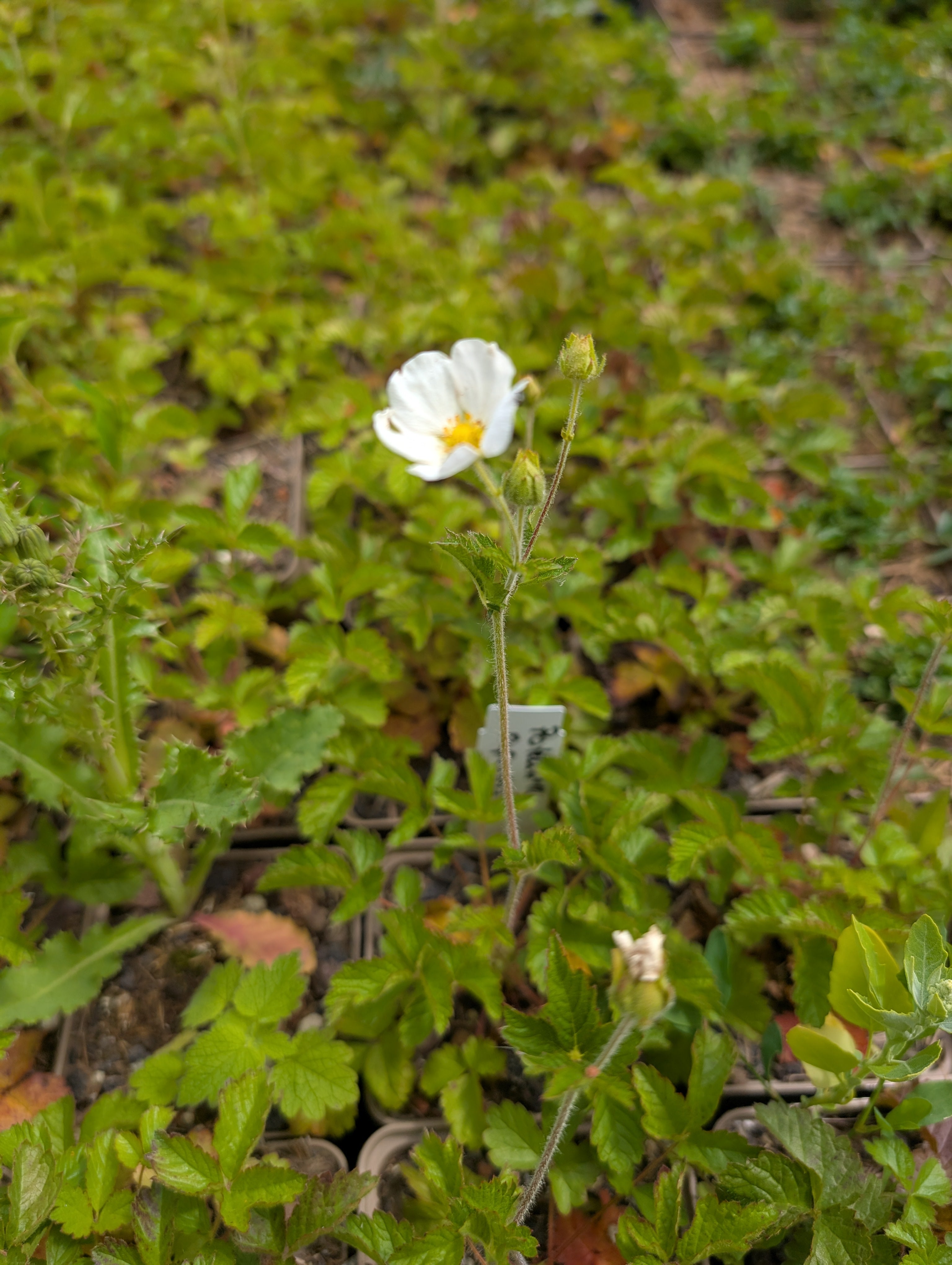 Potentilla rupestris (Felsen-Fingerkraut)