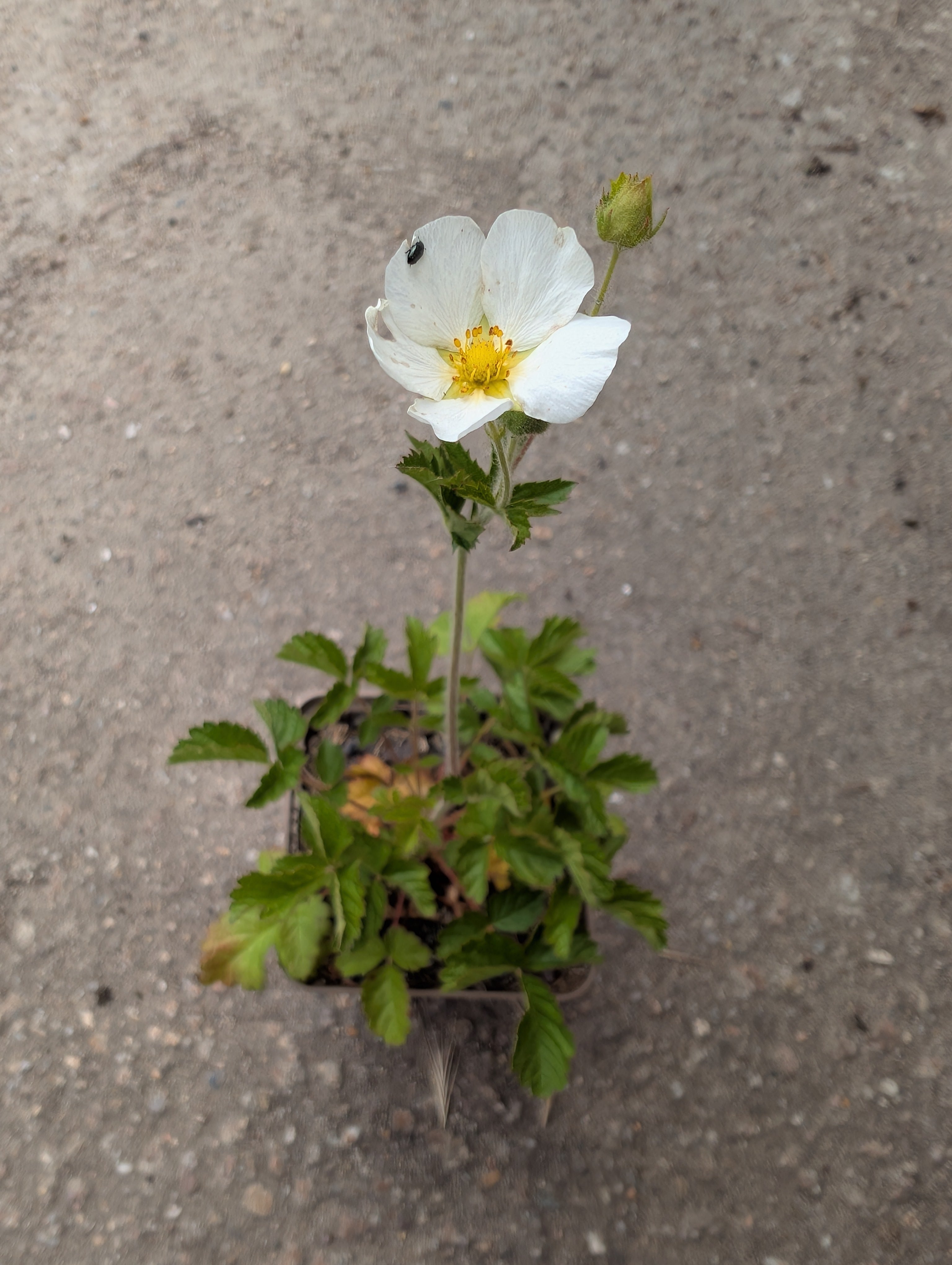 Potentilla rupestris (Felsen-Fingerkraut)