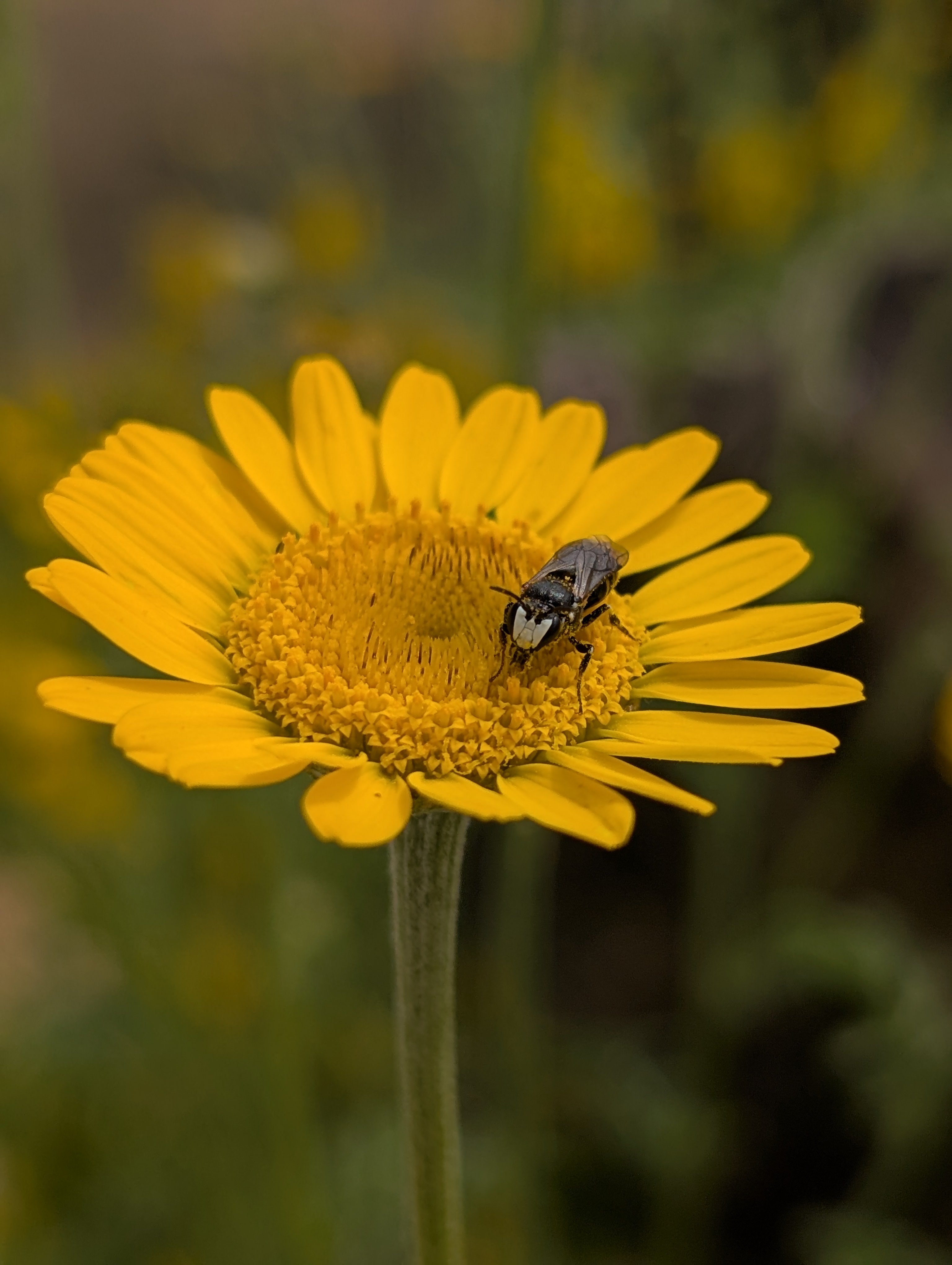 Anthemis tinctoria (Färberkamille)