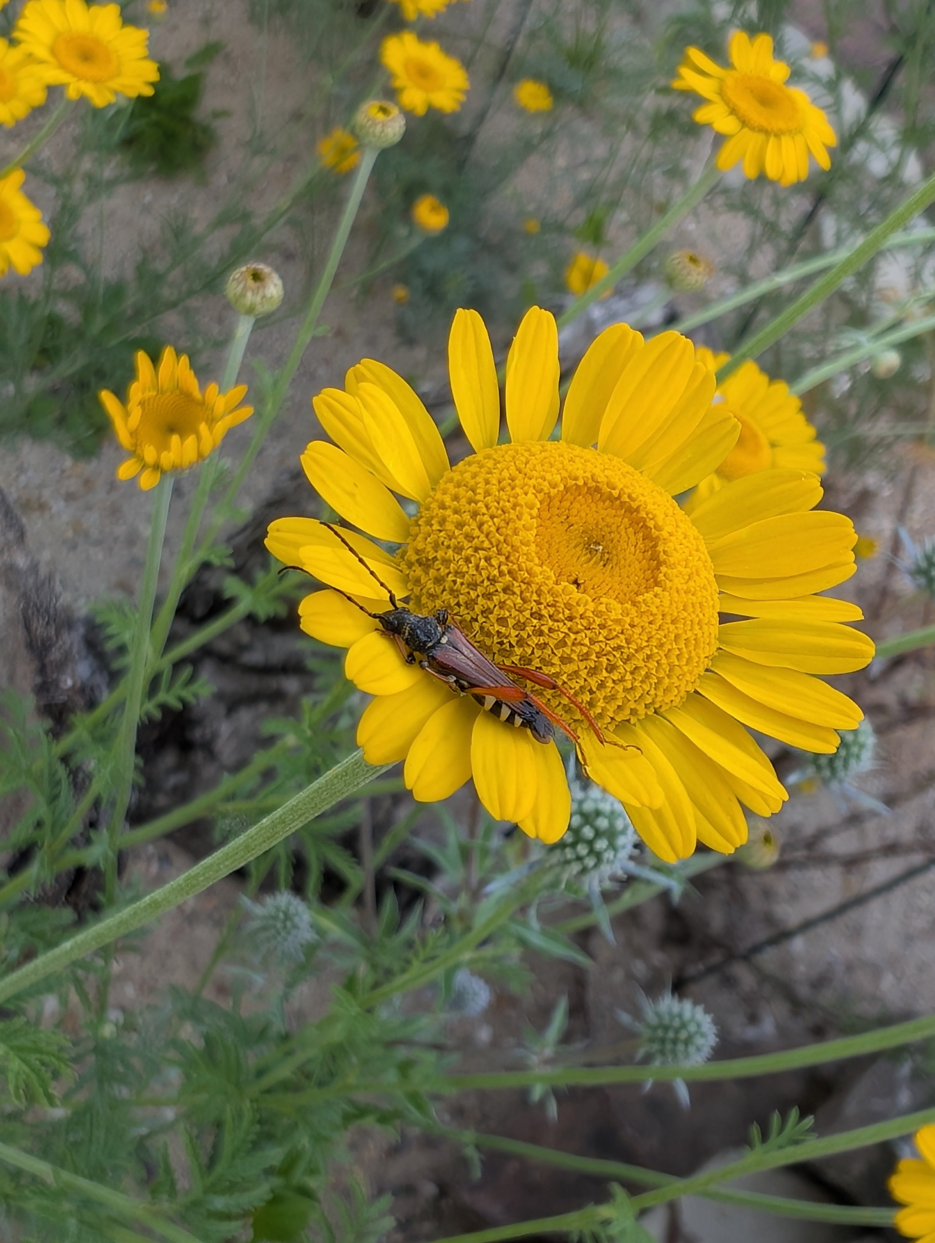 Anthemis tinctoria (Färberkamille)