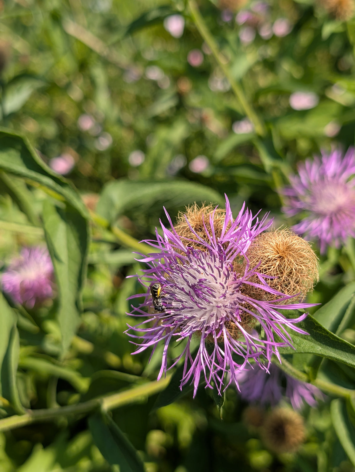 Centaurea pseudophrygia (Perücken-Flockenblume)
