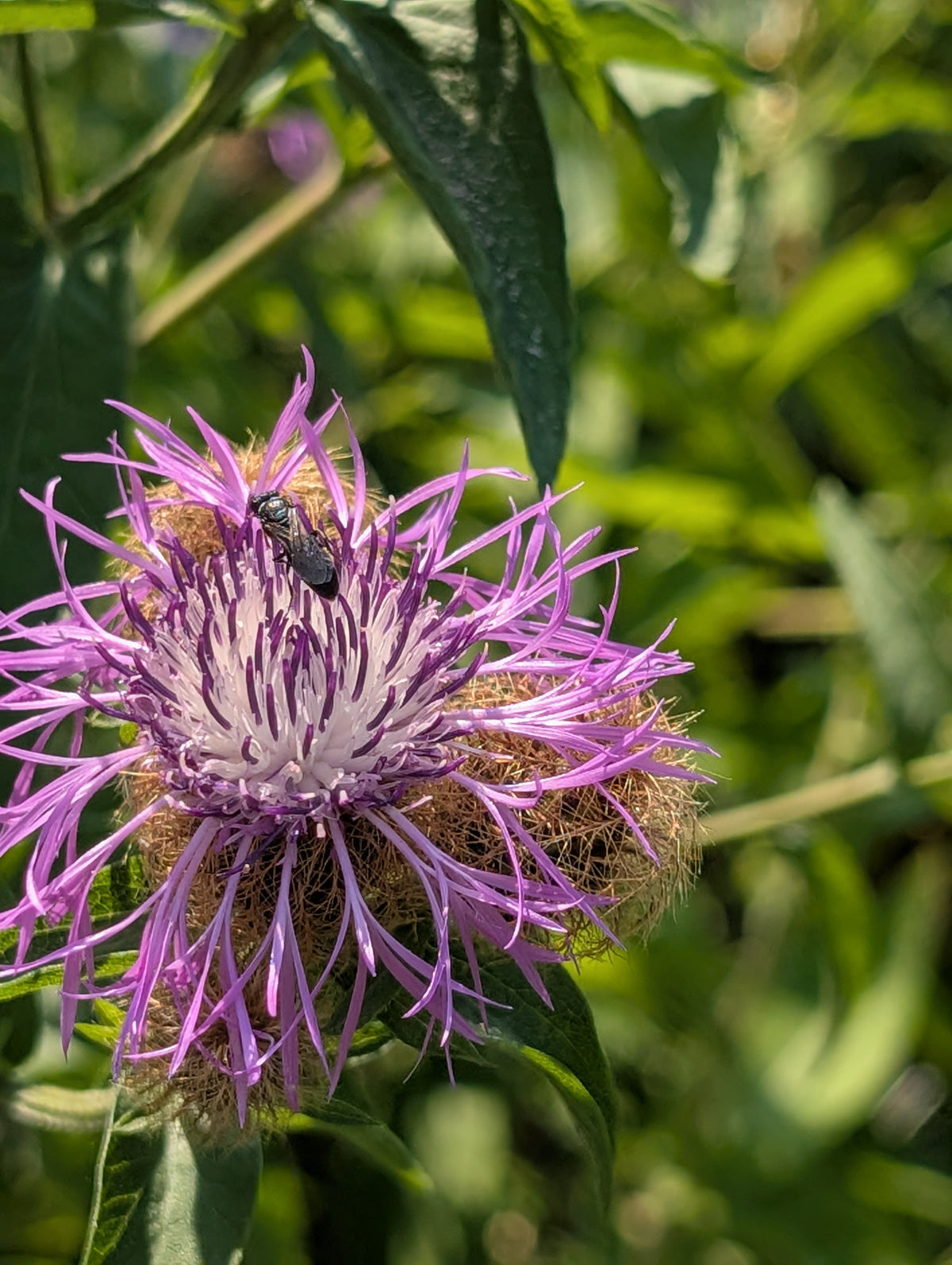Centaurea pseudophrygia (Perücken-Flockenblume)