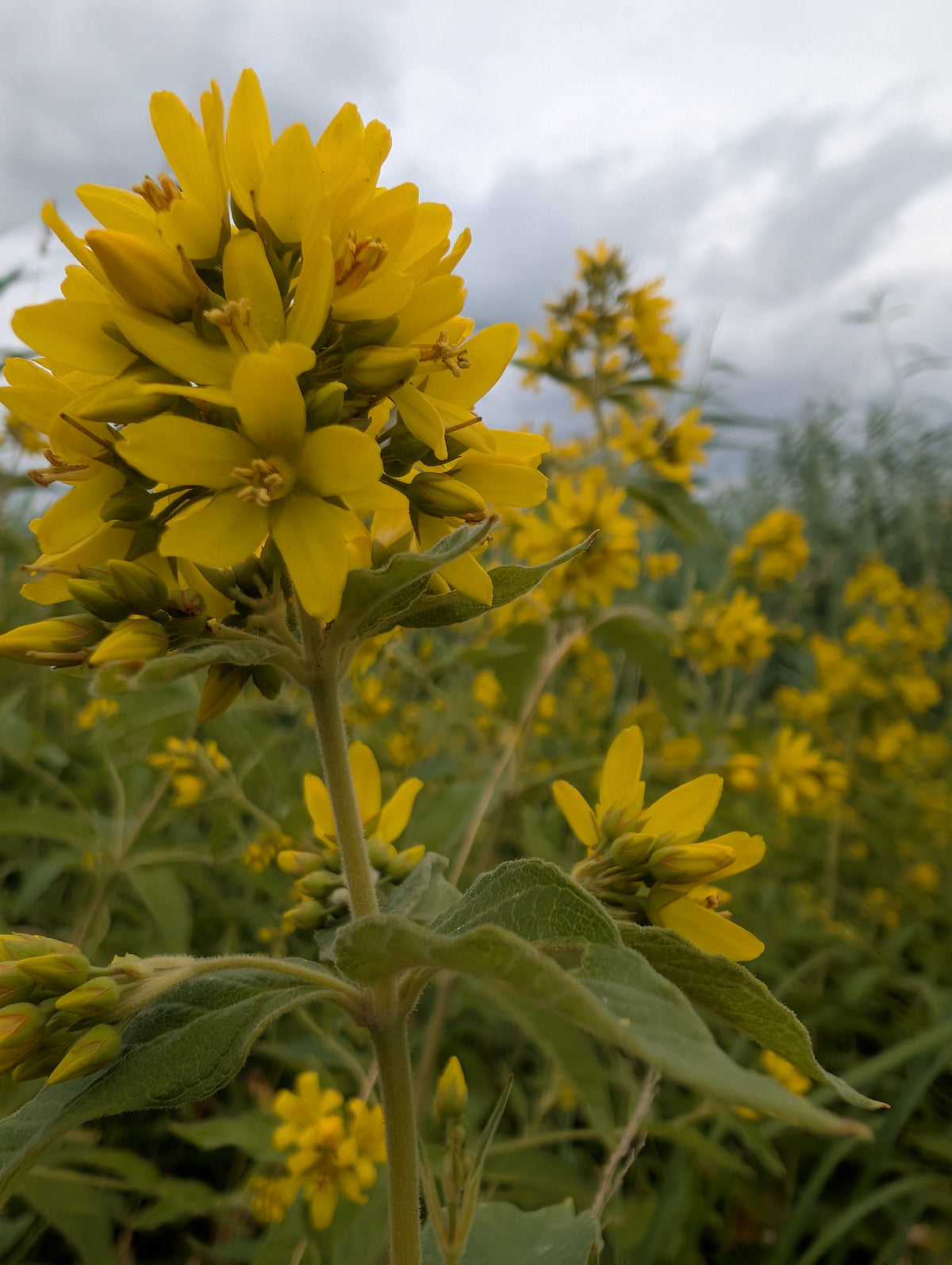 Lysimachia vulgaris (Gewöhnlicher Gilbweiderich)
