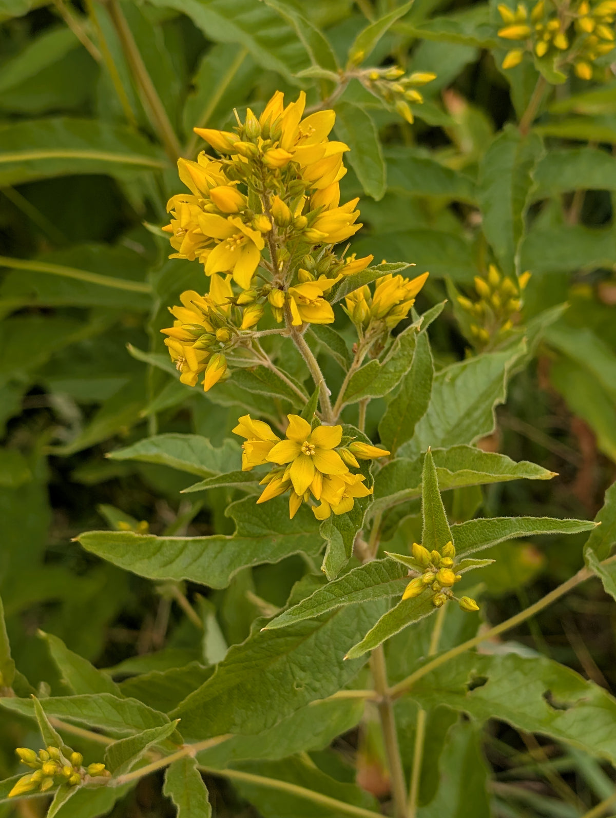 Lysimachia vulgaris (Gewöhnlicher Gilbweiderich)
