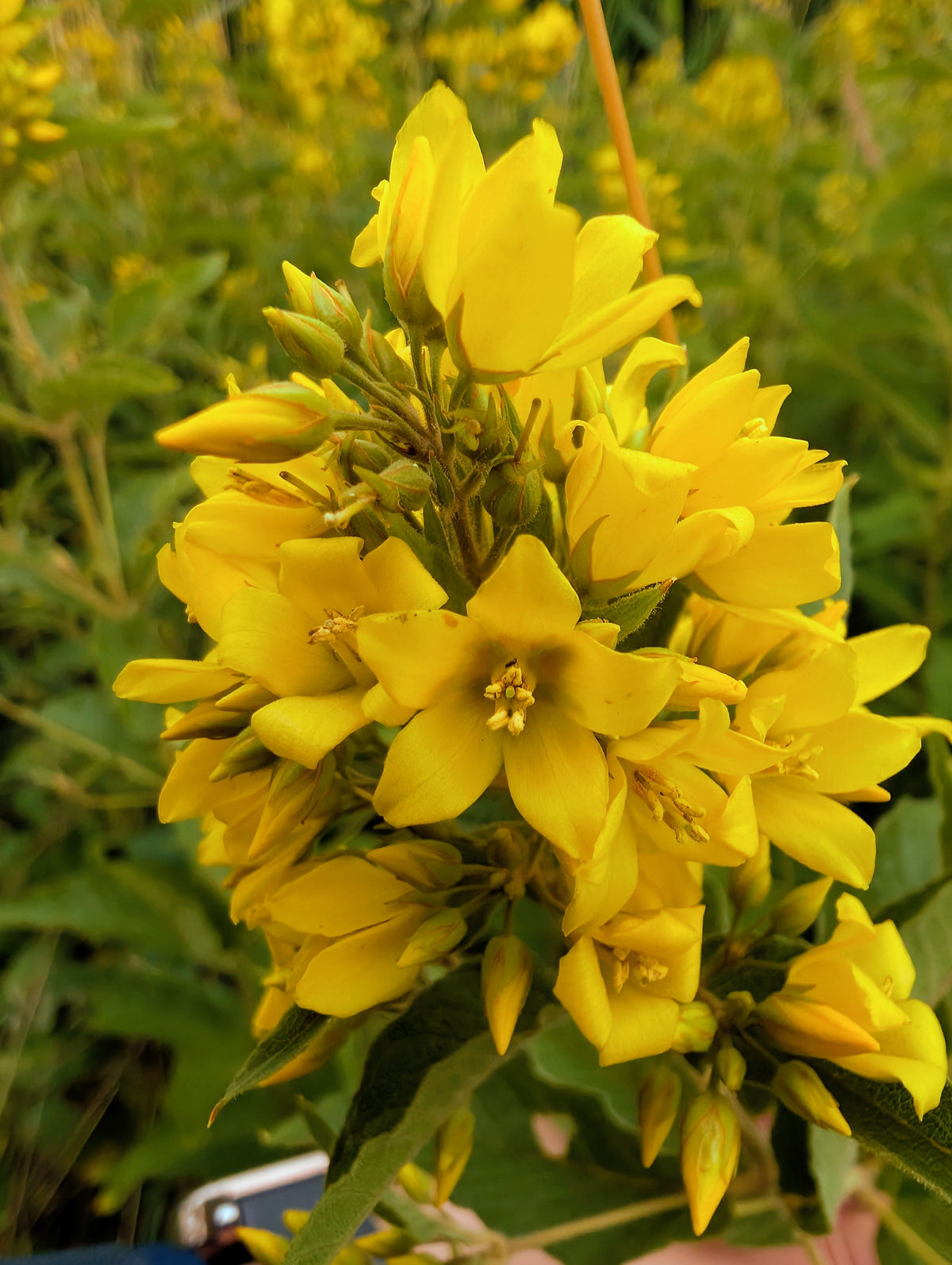 Lysimachia vulgaris (Gewöhnlicher Gilbweiderich)