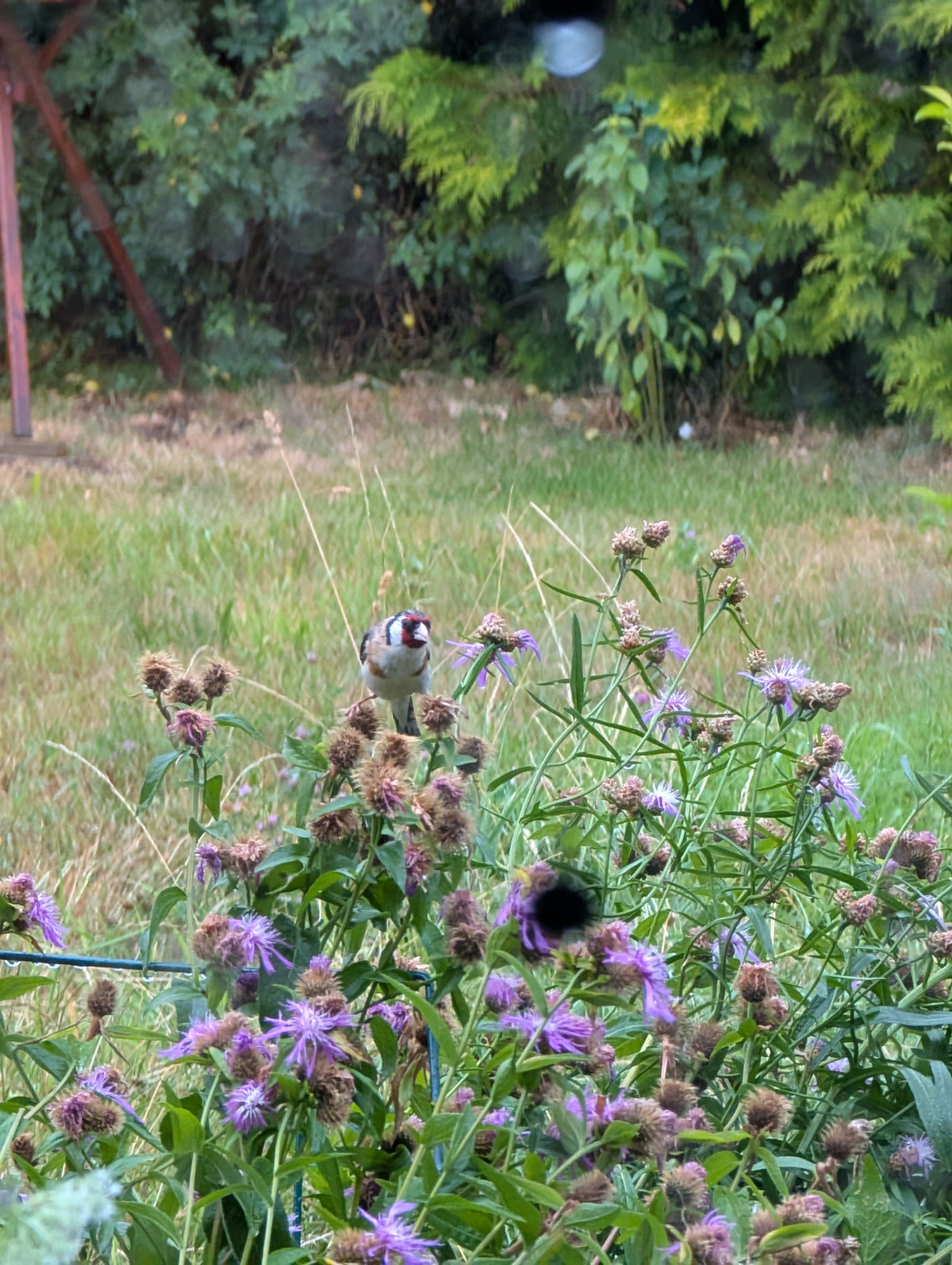 Centaurea pseudophrygia (Perücken-Flockenblume)