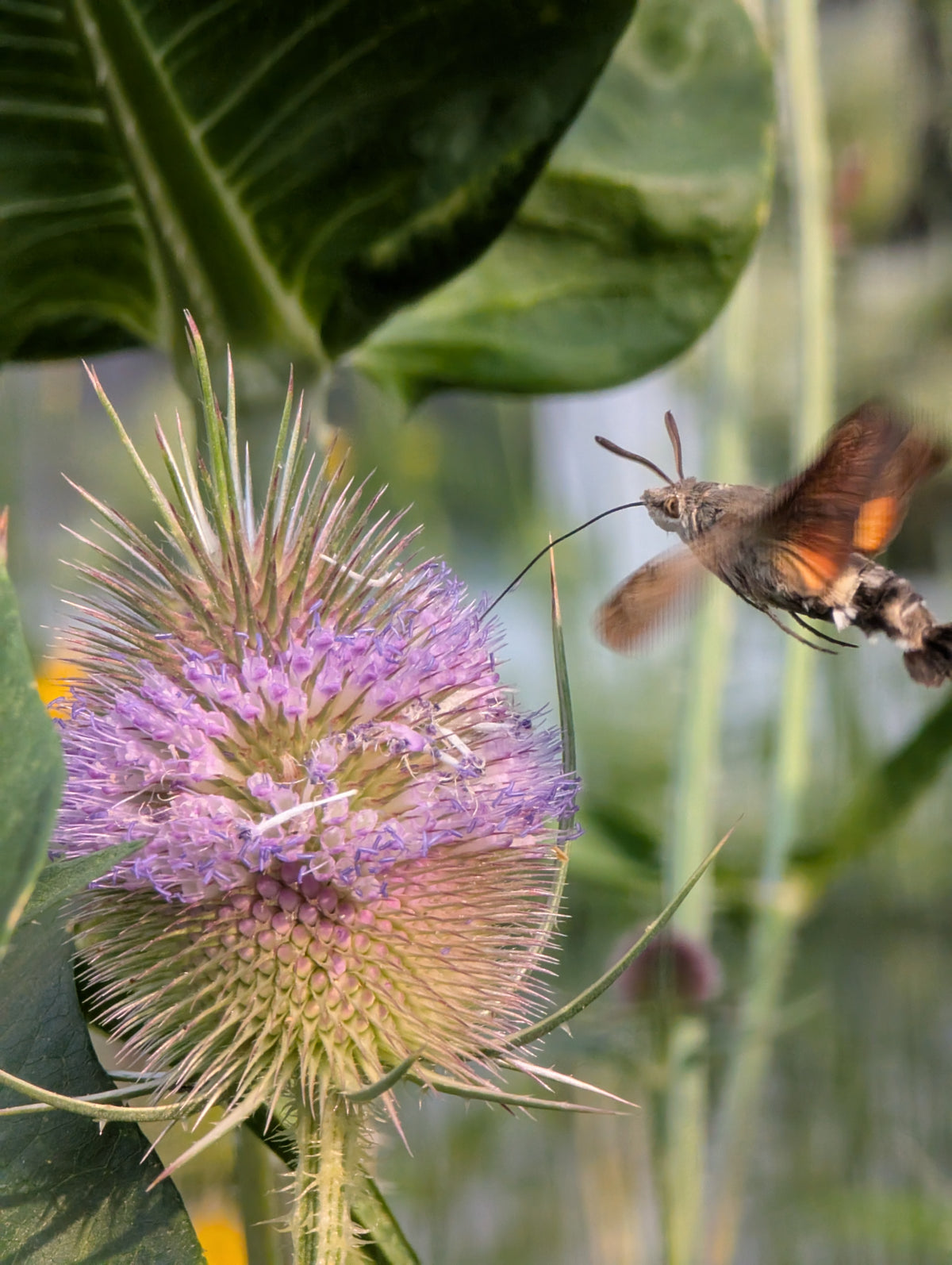 Dipsacus fullonum (Wilde Karde)