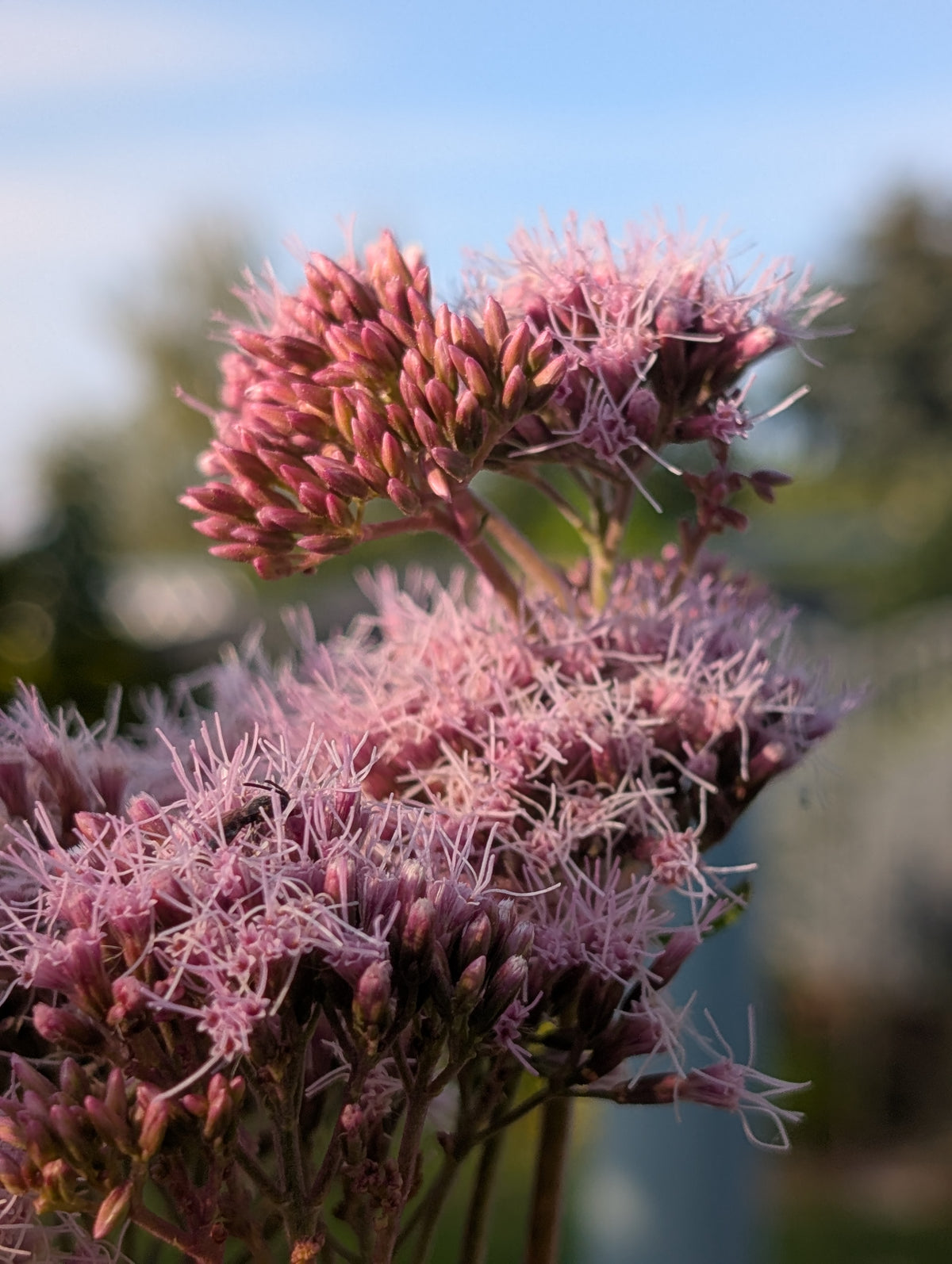 Eupatorium cannabinum (Gewöhnlicher Wasserdost)