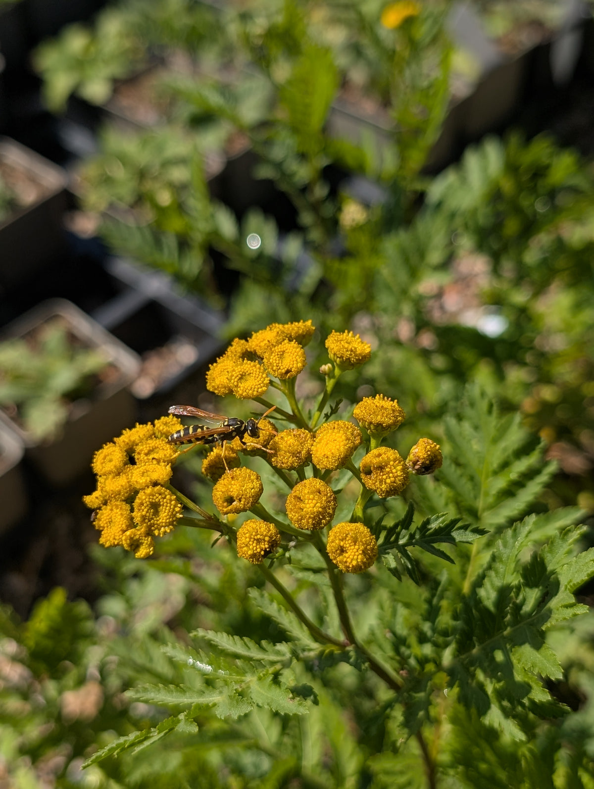 Tanacetum vulgare (Rainfarn)