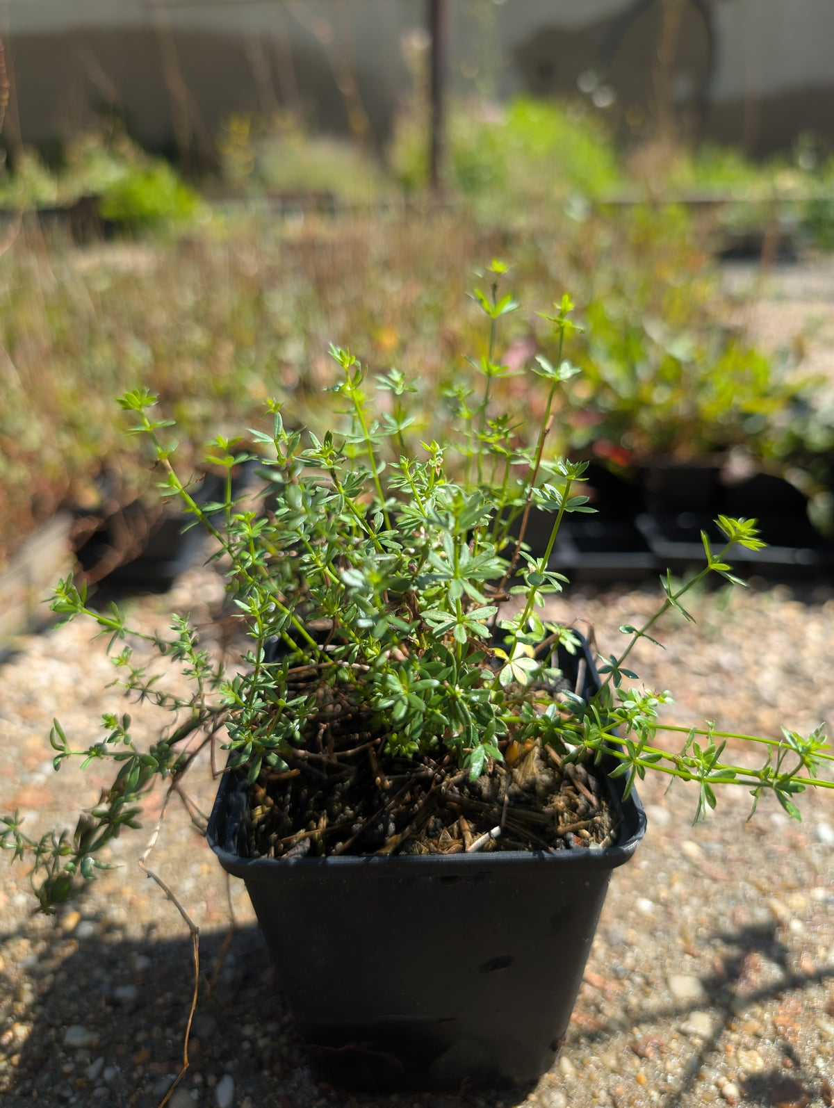 Galium mollugo (Wiesen-Labkraut)