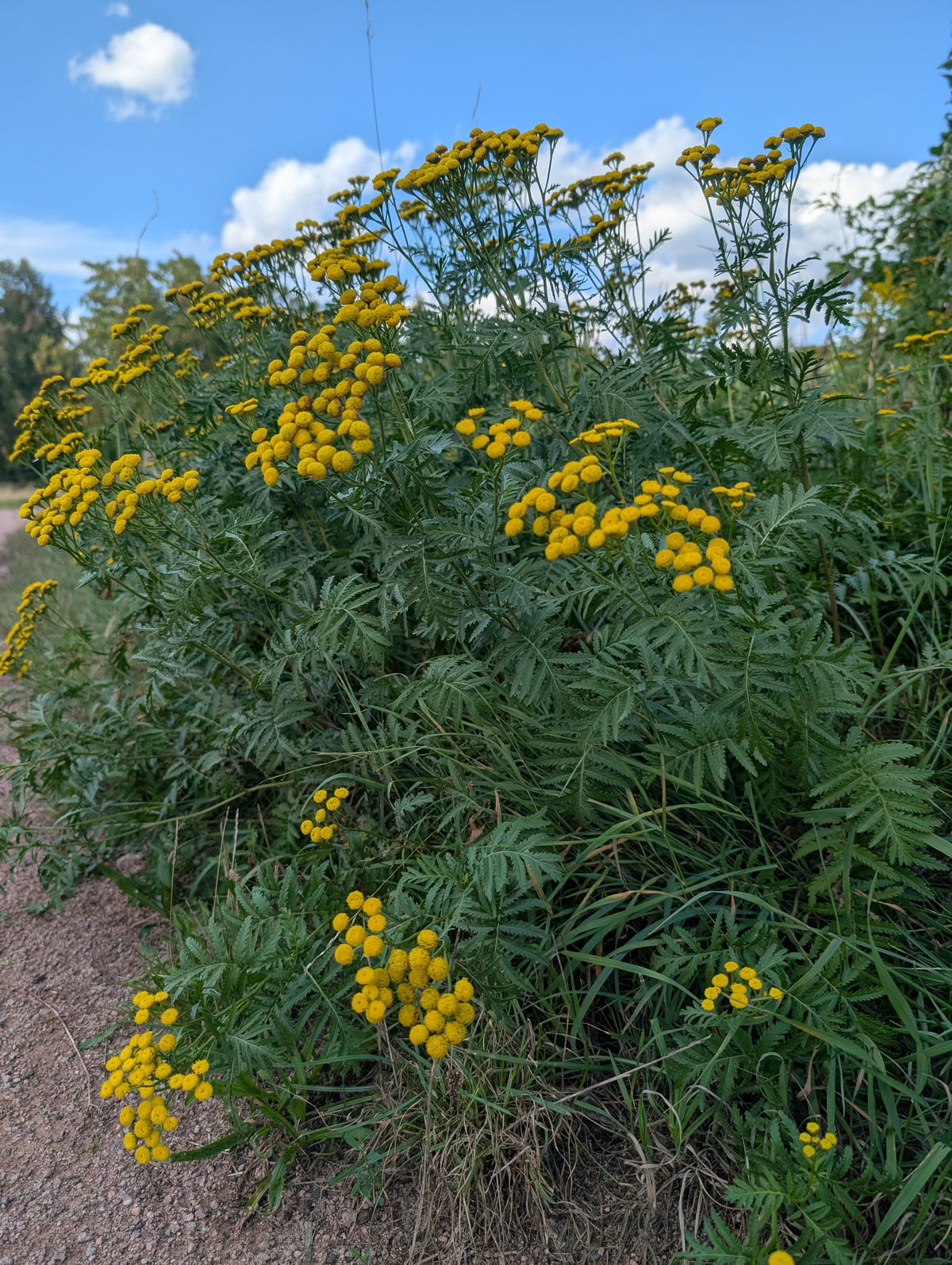 Tanacetum vulgare (Rainfarn)