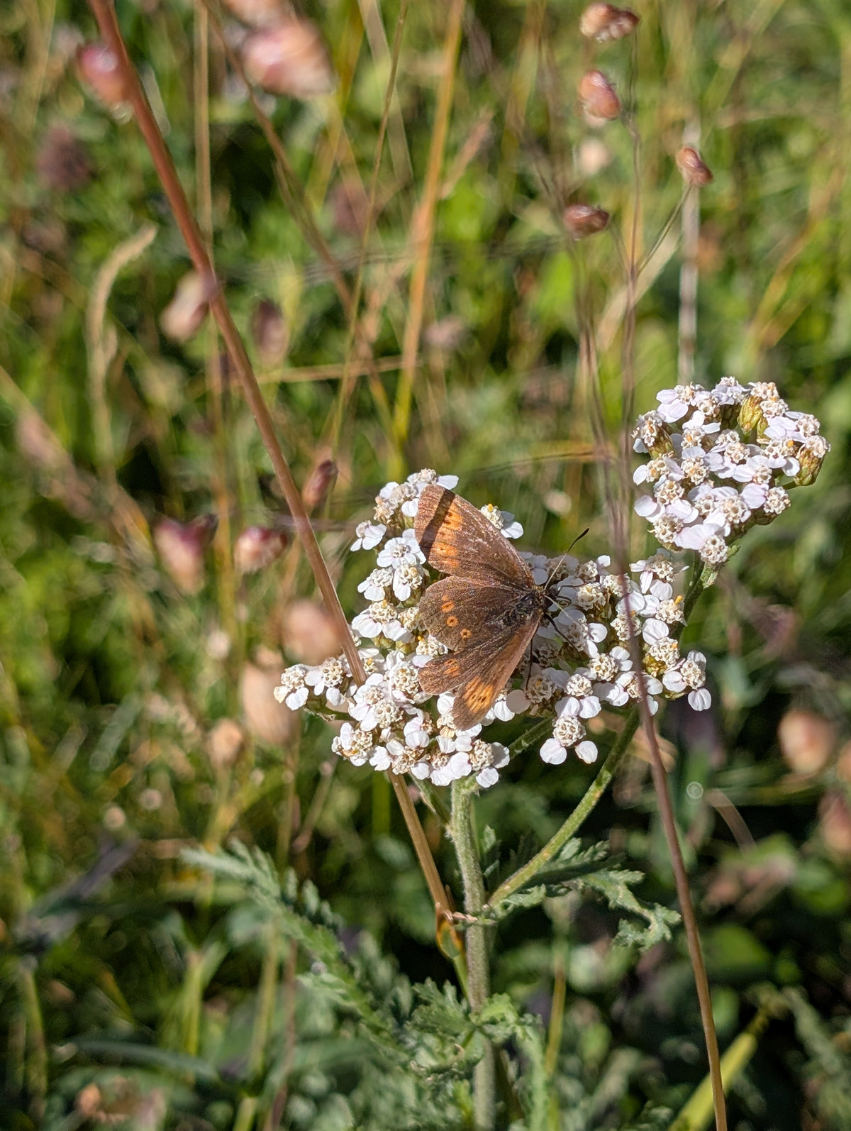 Achillea millefolium (Schafgarbe)