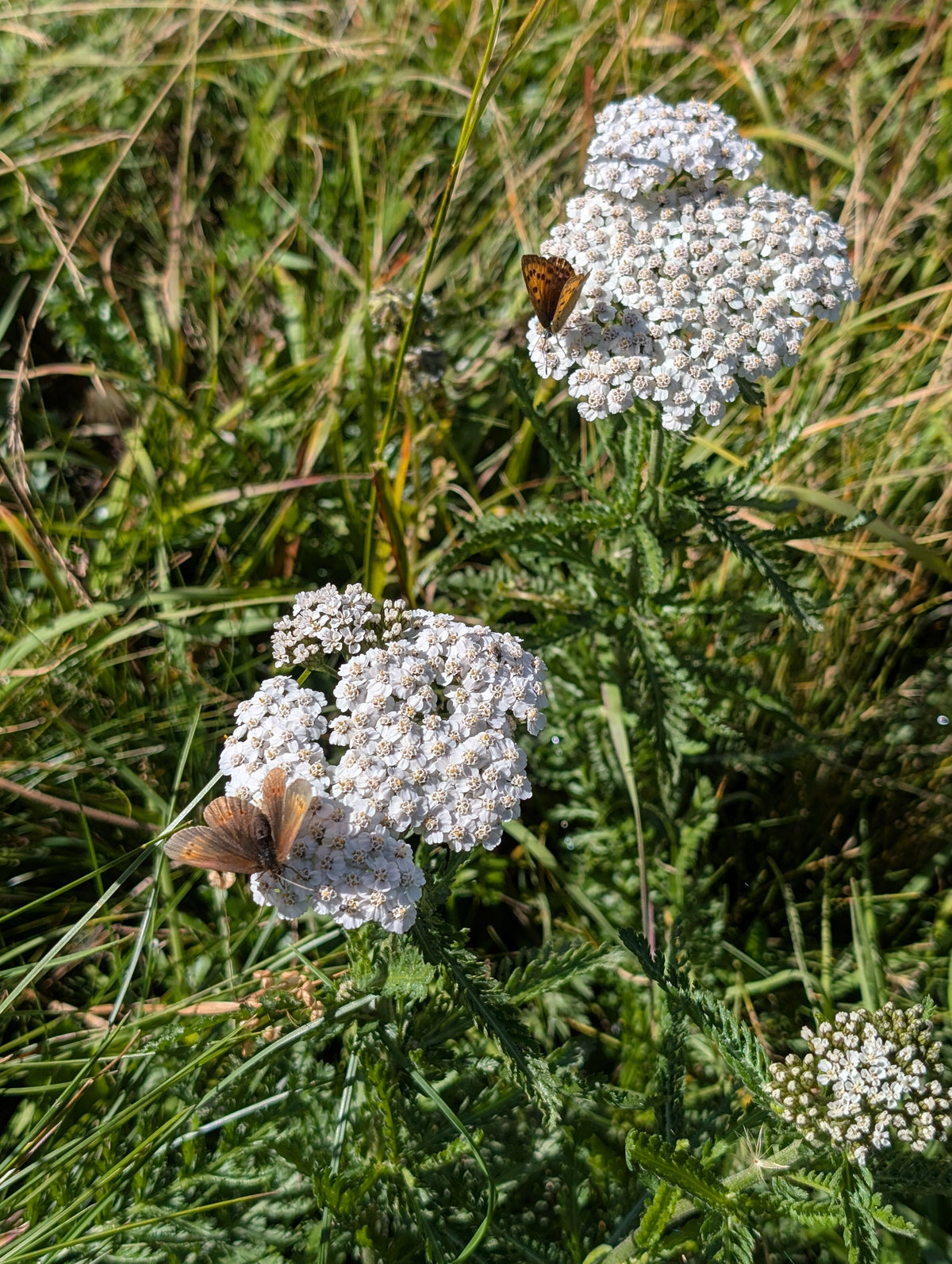 Achillea millefolium (Schafgarbe)