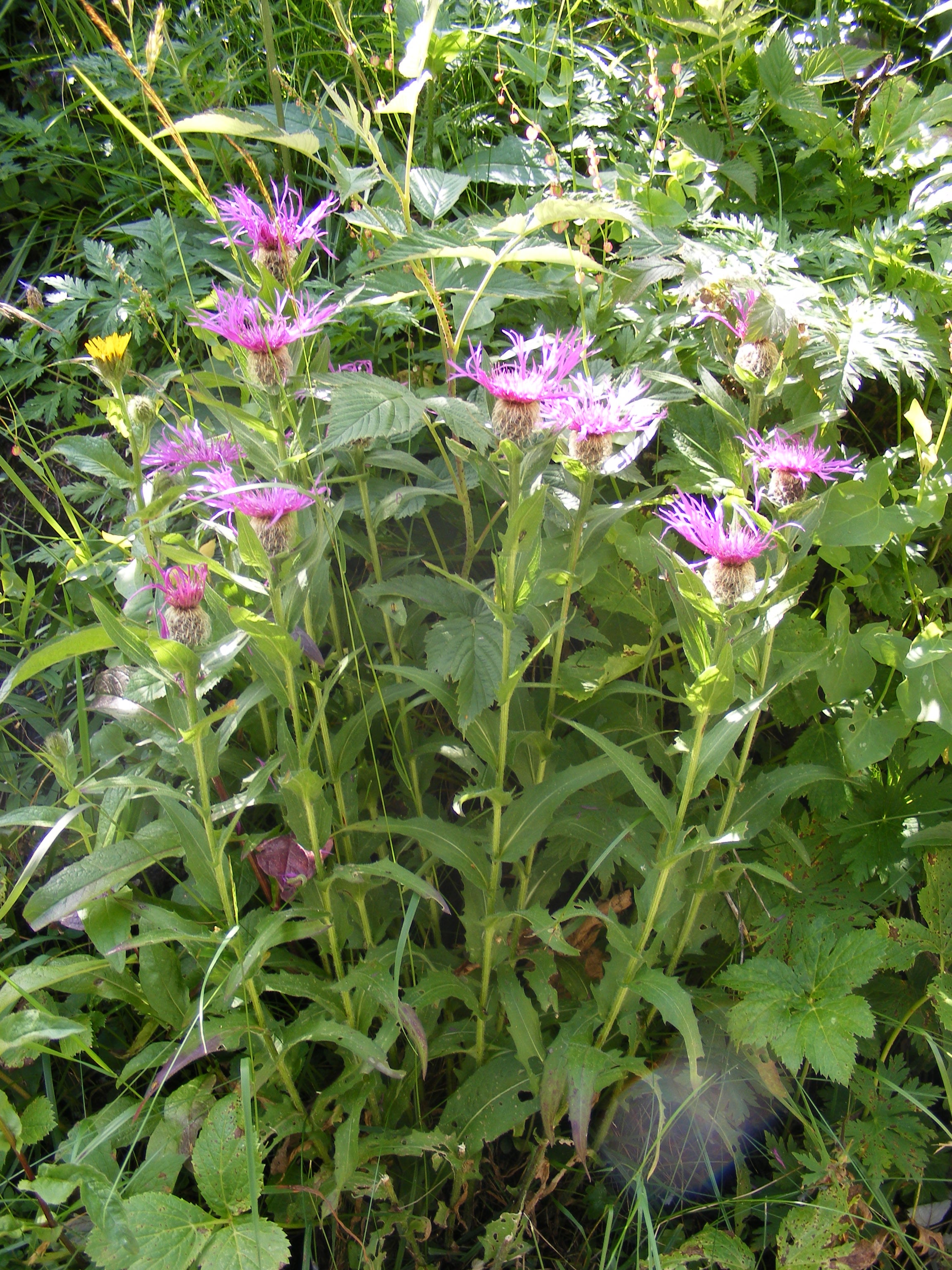 Perücken-Flockenblume