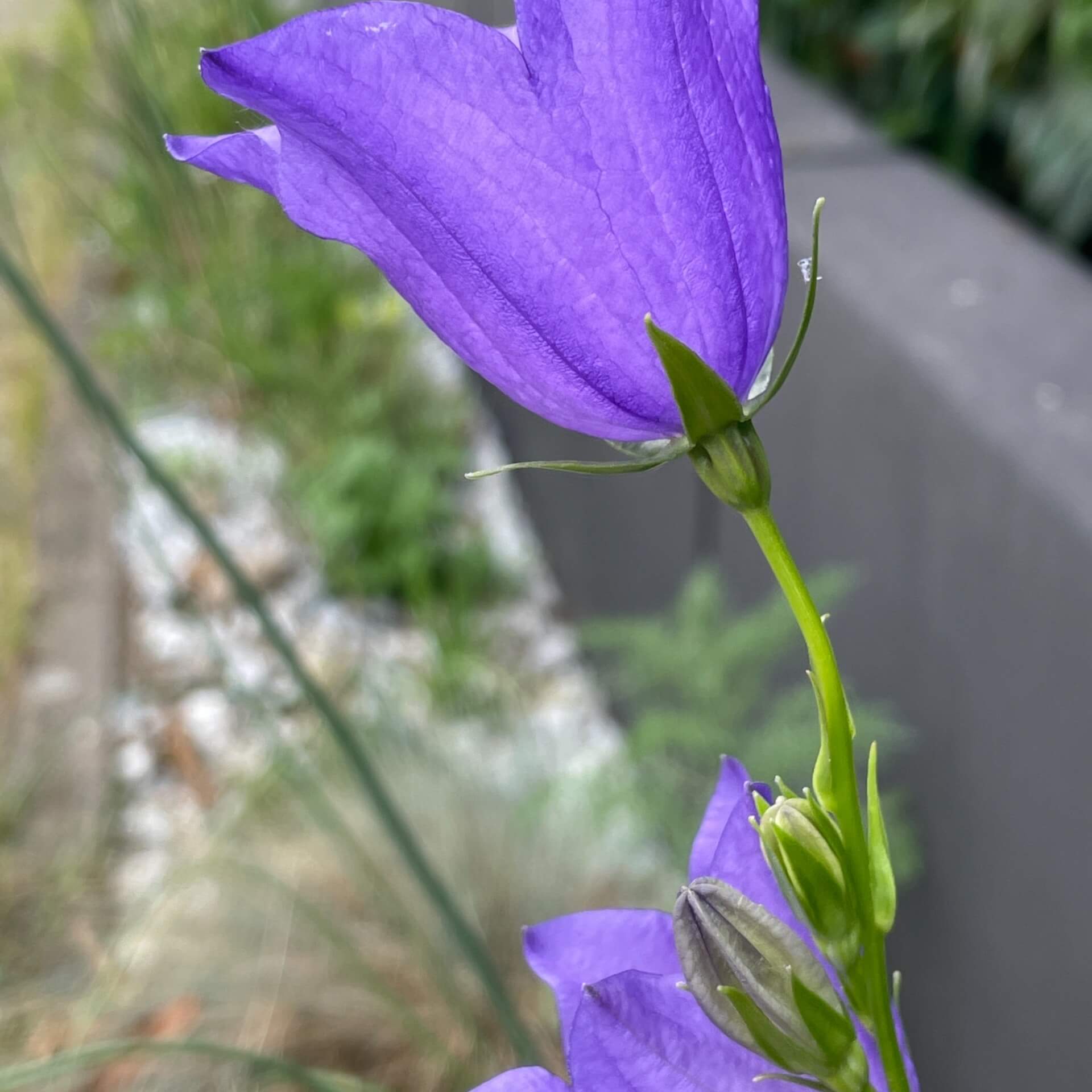 Pfirsichblättrige Glockenblume