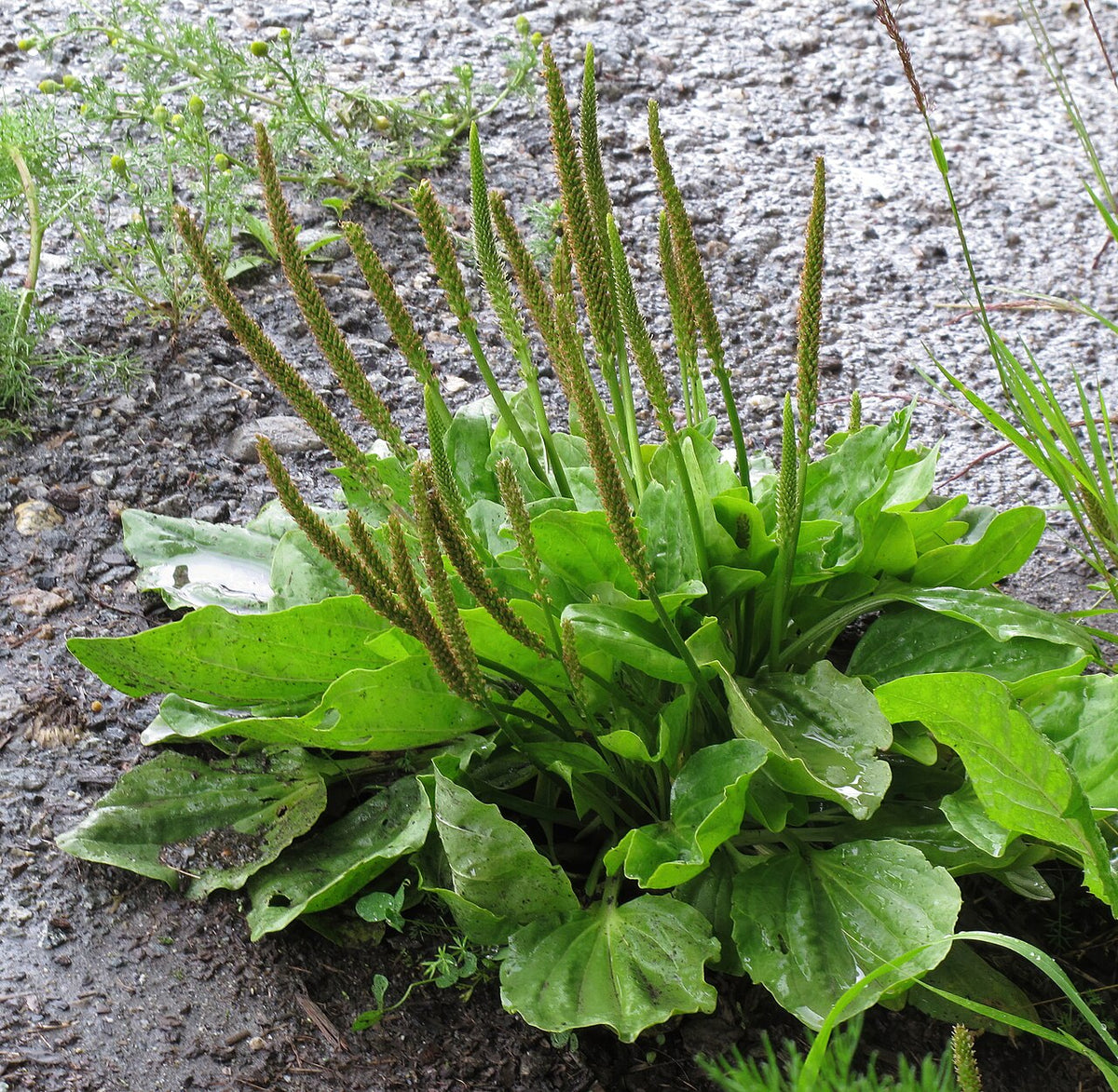 <a href="https://commons.wikimedia.org/wiki/File:Plantago_major_RF.jpg">Robert Flogaus-Faust</a>, <a href="https://creativecommons.org/licenses/by/4.0">CC BY 4.0</a>, via Wikimedia Commons