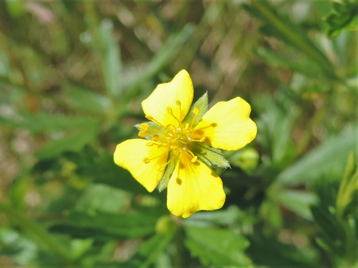 Potentilla erecta (Blutwurz)