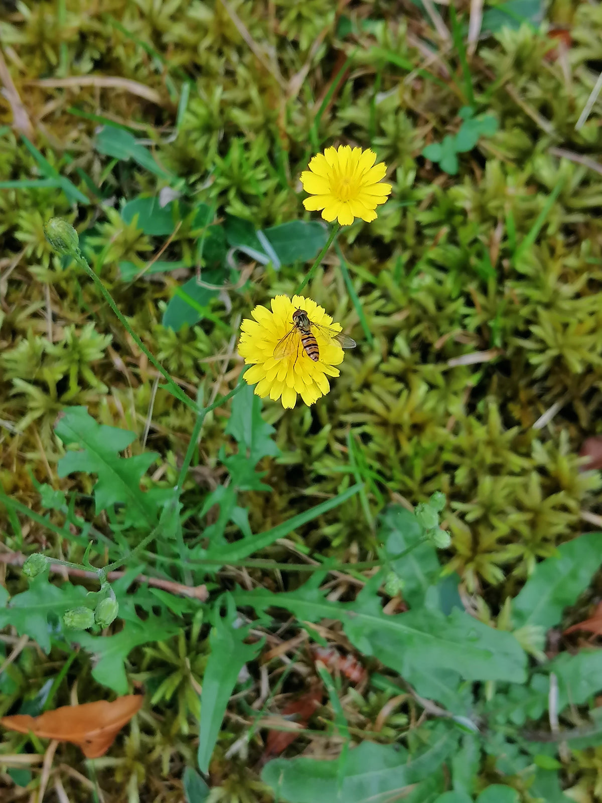 Scorzoneroides autumnalis (Herbst-Schuppenlöwenzahn)