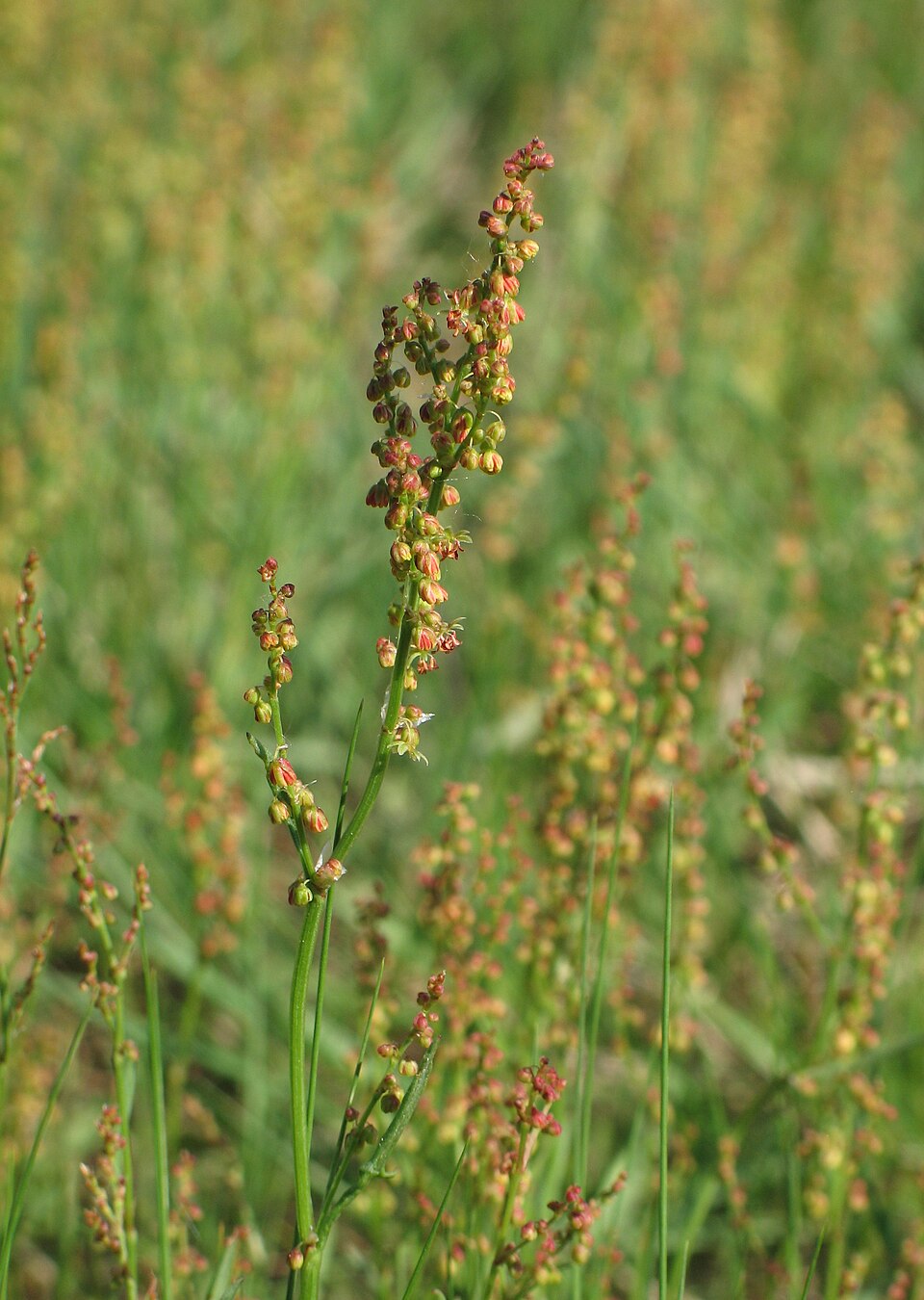 Rumex acetosella