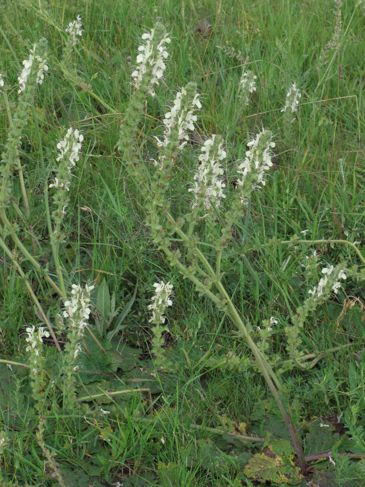 Salvia austriaca (Österreichischer Salbei)