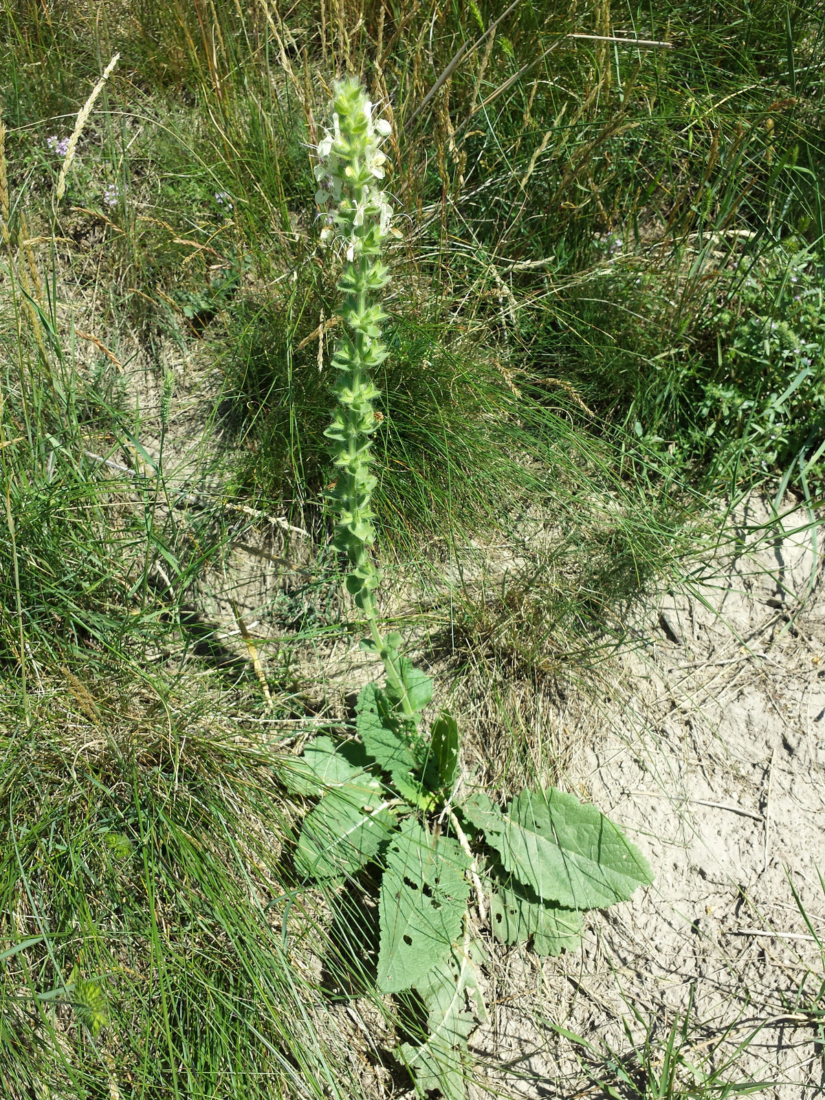 Salvia austriaca (Österreichischer Salbei)