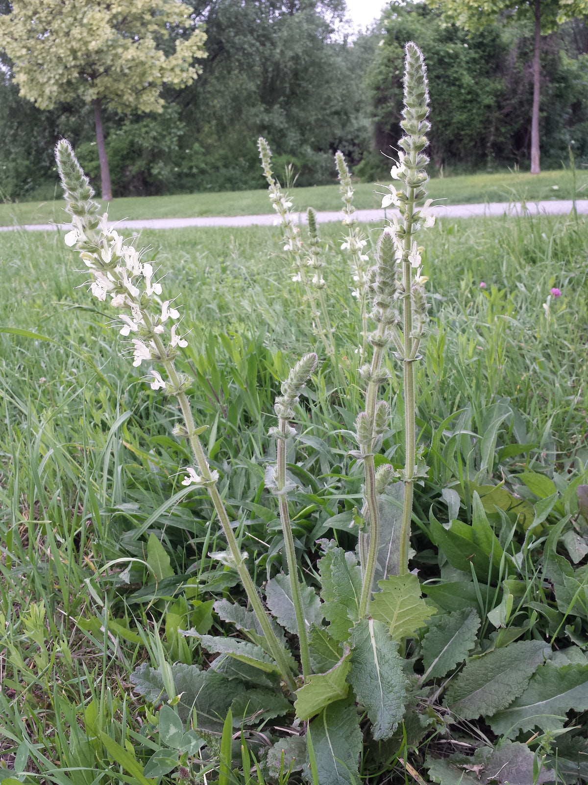 Salvia austriaca (Österreichischer Salbei)