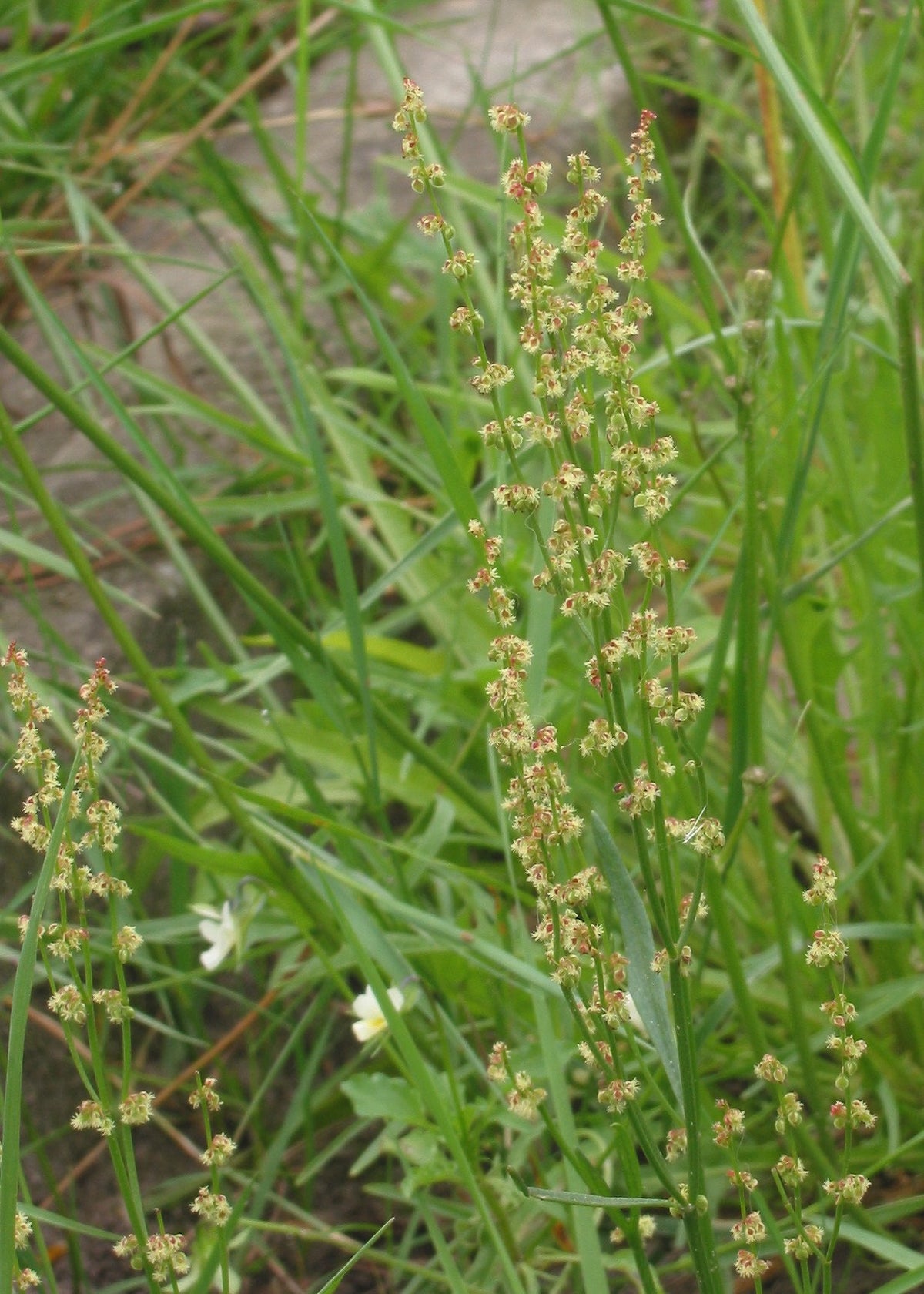 Rumex acetosella (Kleiner Sauerampfer)