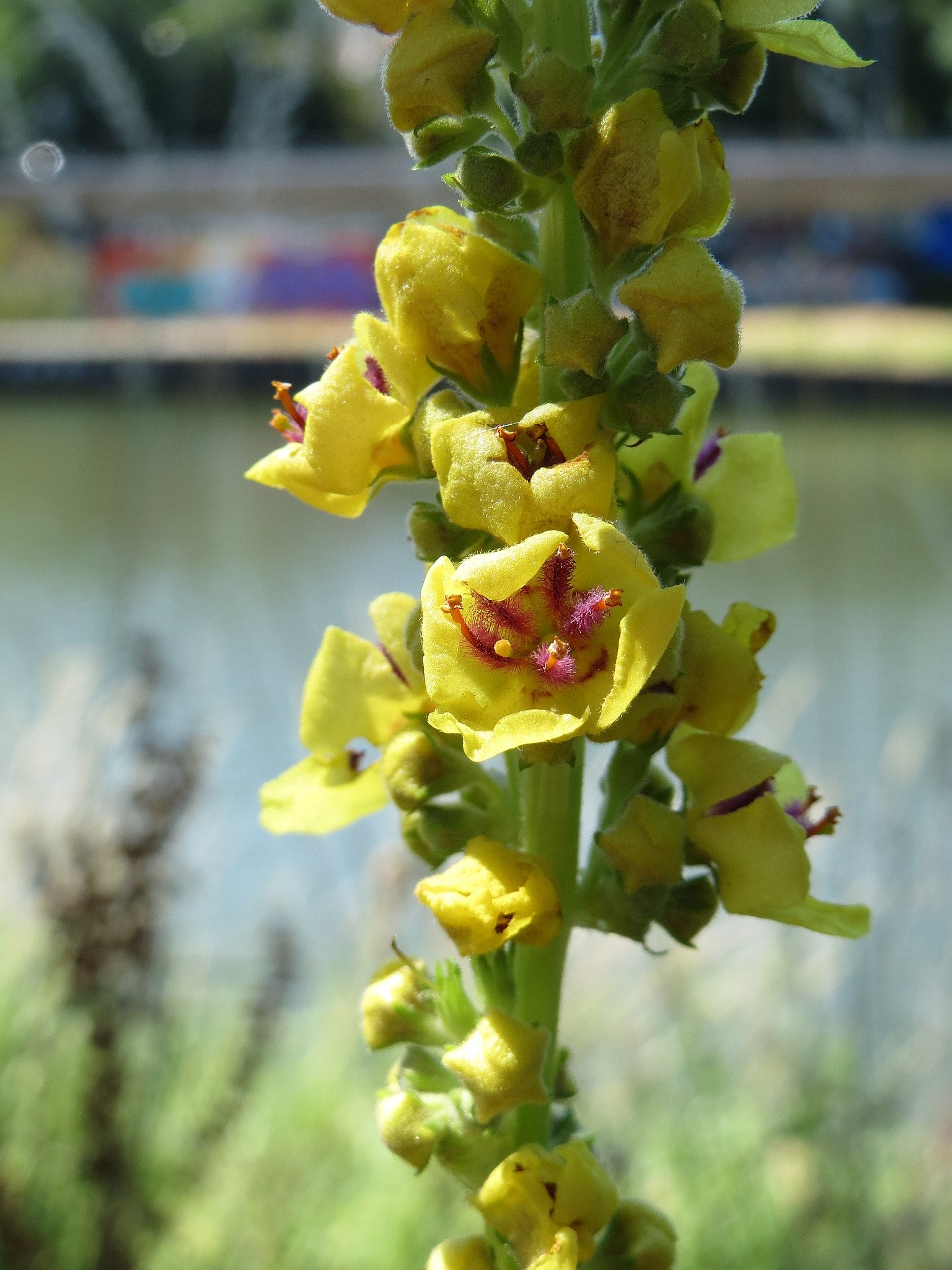 Schwarze Königskerze