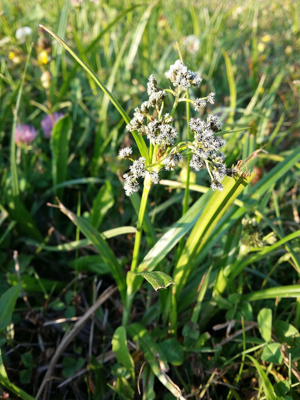 Scirpus sylvaticus