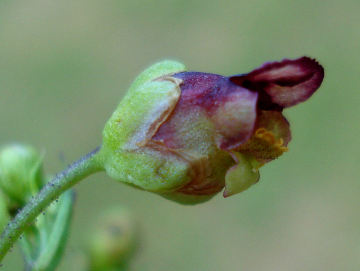 Scrophularia umbrosa (Flügel-Braunwurz)